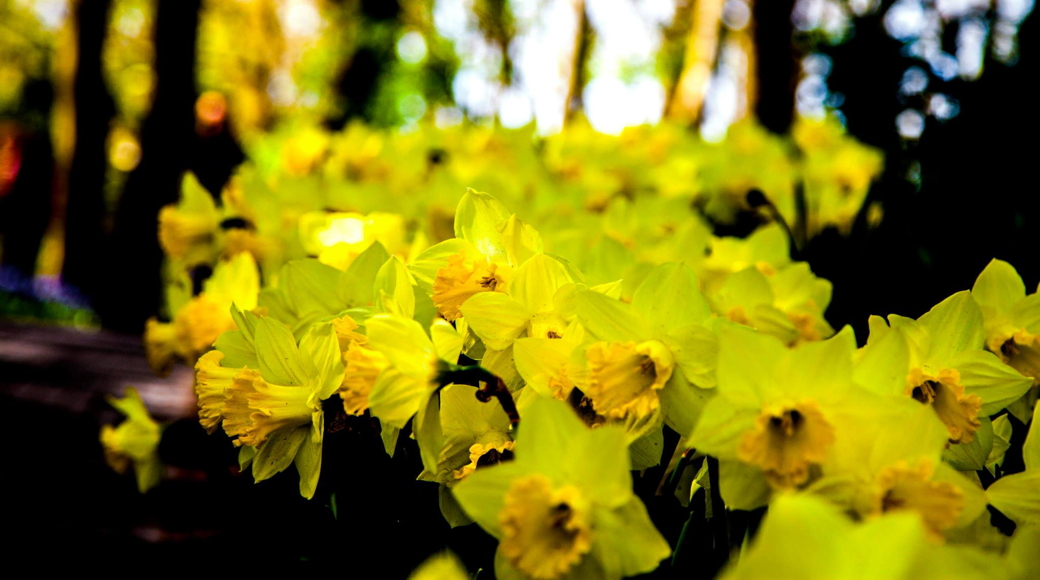 12.Keukenhof — 8 000 000…. Путешествия в формате 360......