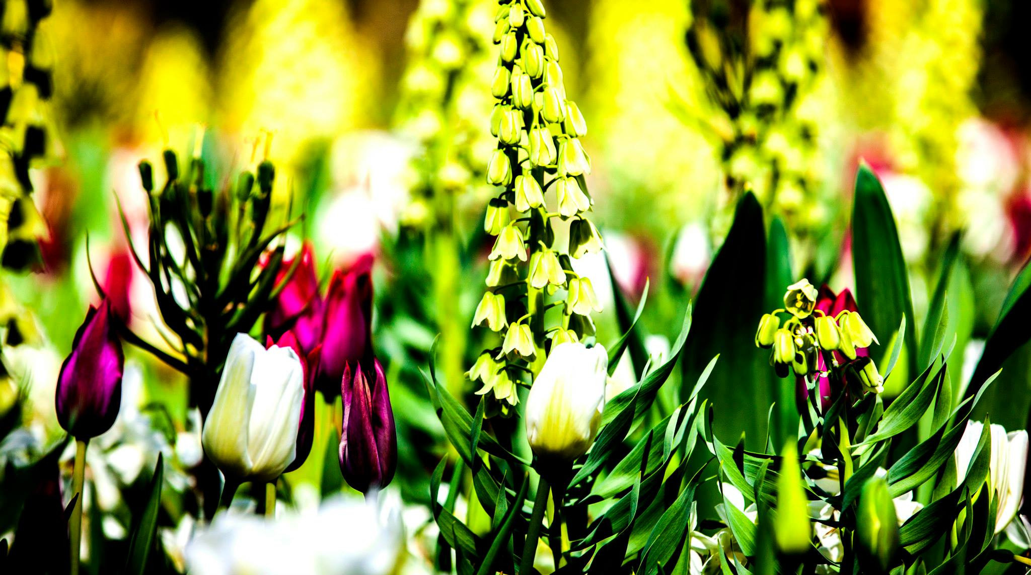 12.Keukenhof — 8 000 000…. Путешествия в формате 360......