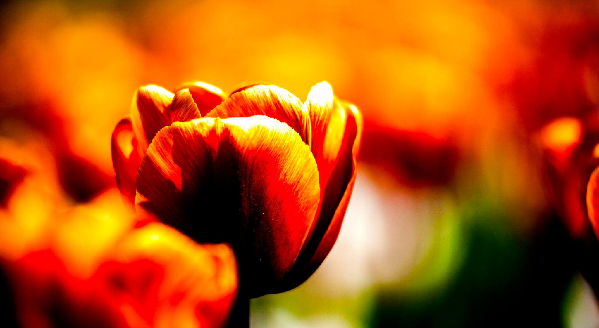 12.Keukenhof — 8 000 000…. Путешествия в формате 360......