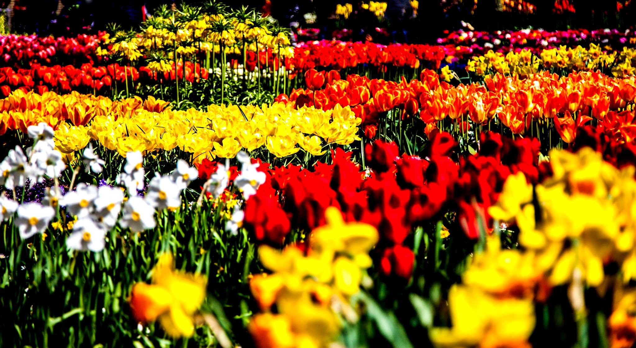 12.Keukenhof — 8 000 000…. Путешествия в формате 360......
