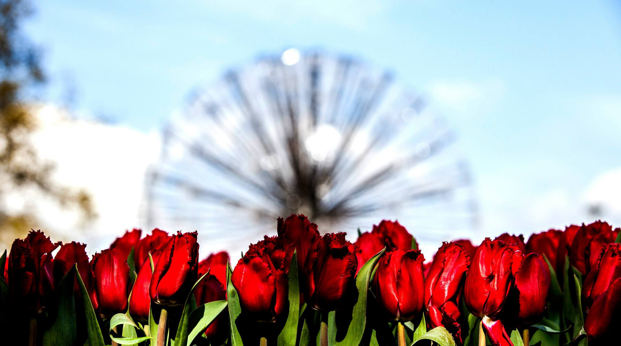 12.Keukenhof — 8 000 000…. Путешествия в формате 360......