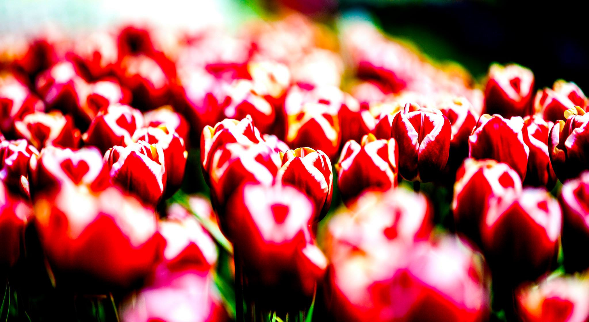 12.Keukenhof — 8 000 000…. Путешествия в формате 360......