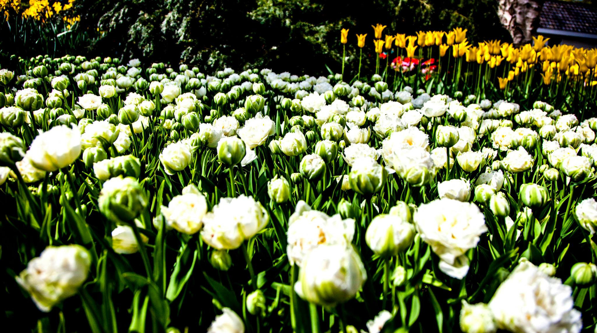 12.Keukenhof — 8 000 000…. Путешествия в формате 360......