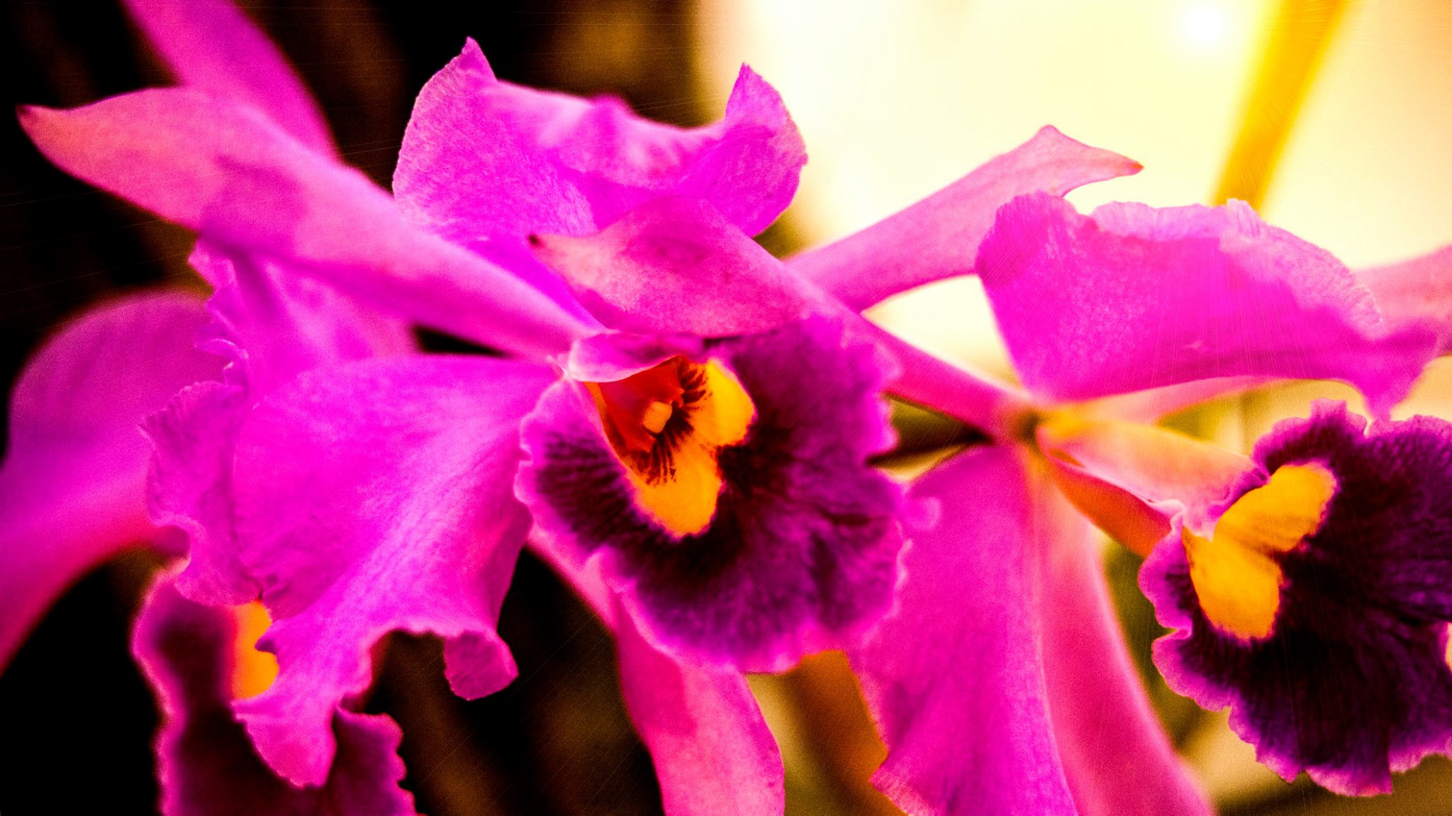 23.Orchids.Drezden. Путешествия в формате 360......