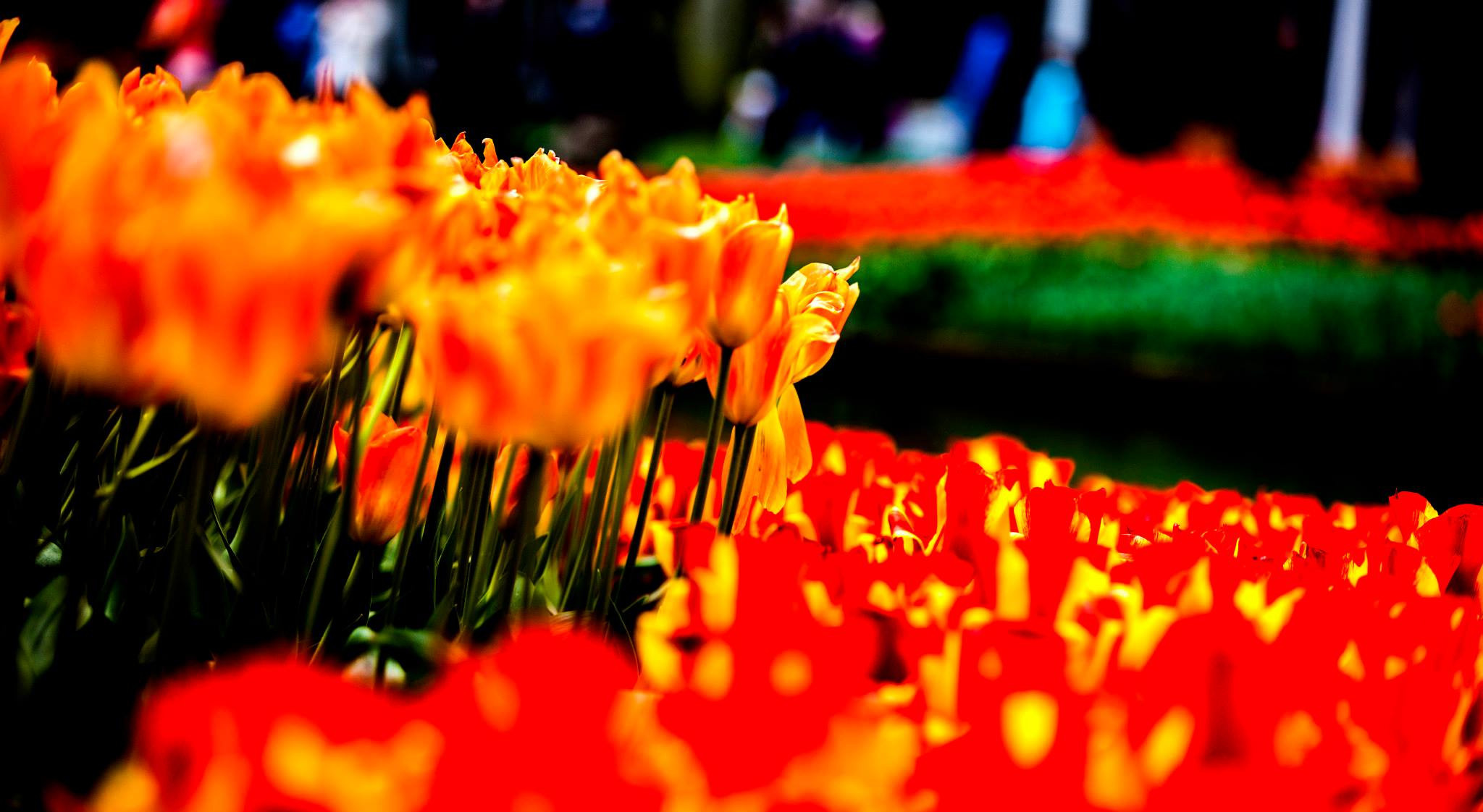 12.Keukenhof — 8 000 000…. Путешествия в формате 360......