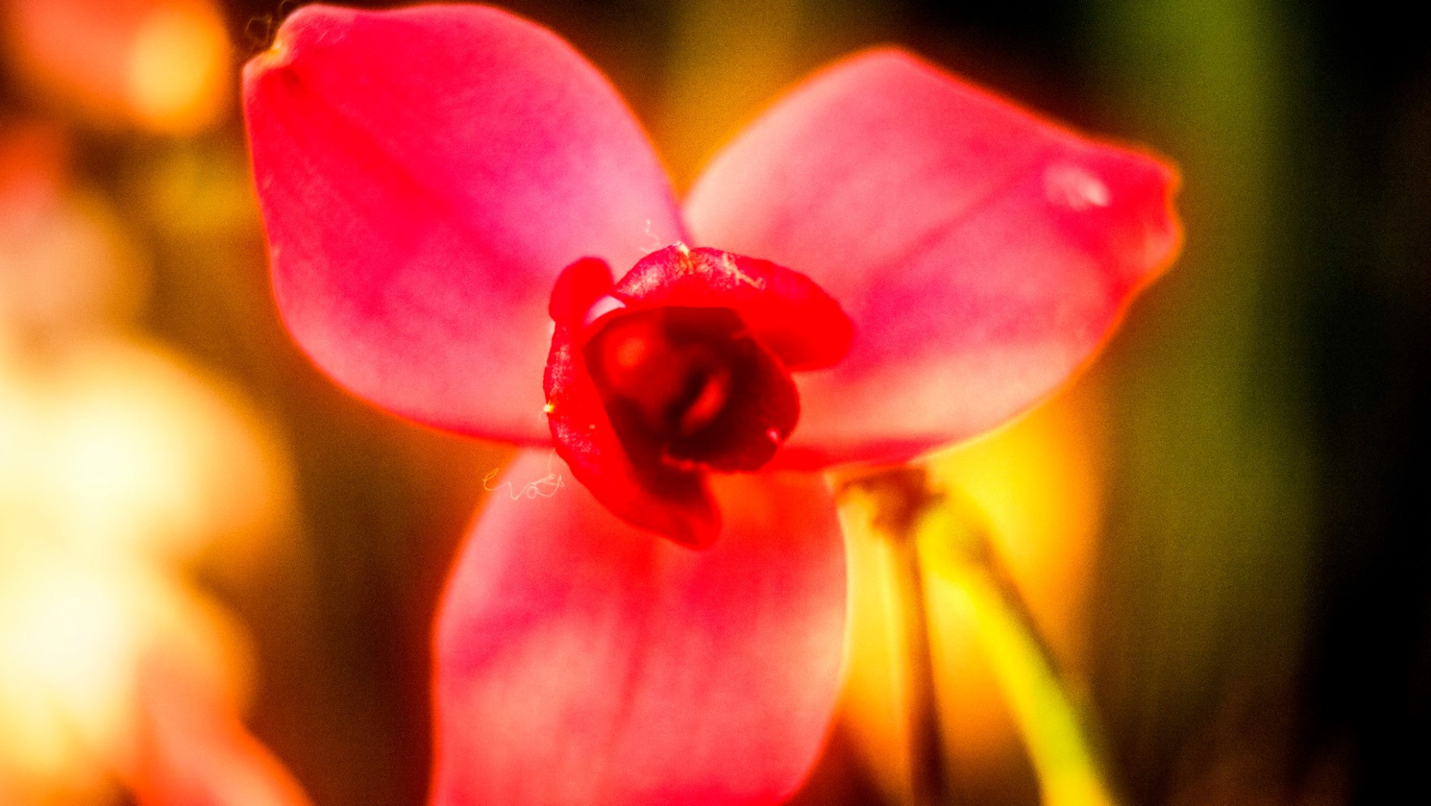 23.Orchids.Drezden. Путешествия в формате 360......