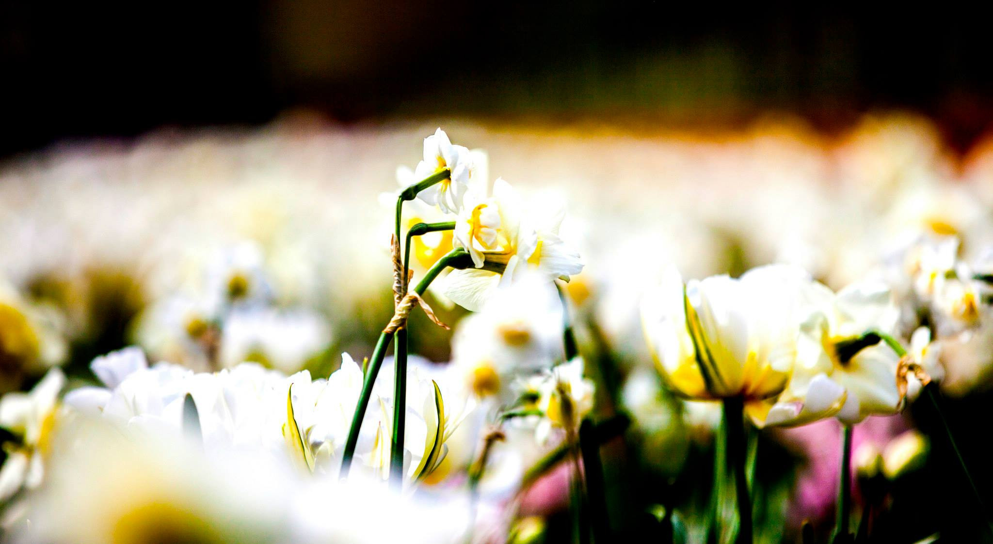 12.Keukenhof — 8 000 000…. Путешествия в формате 360......