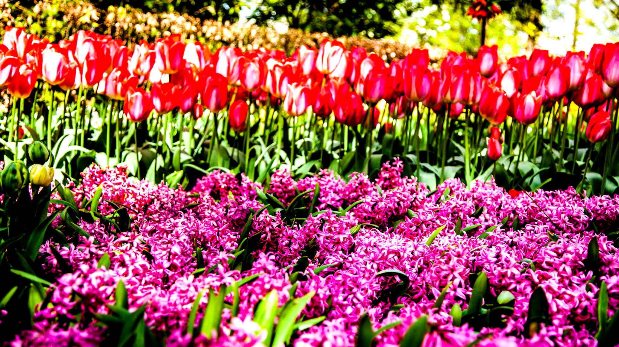 12.Keukenhof — 8 000 000…. Путешествия в формате 360......
