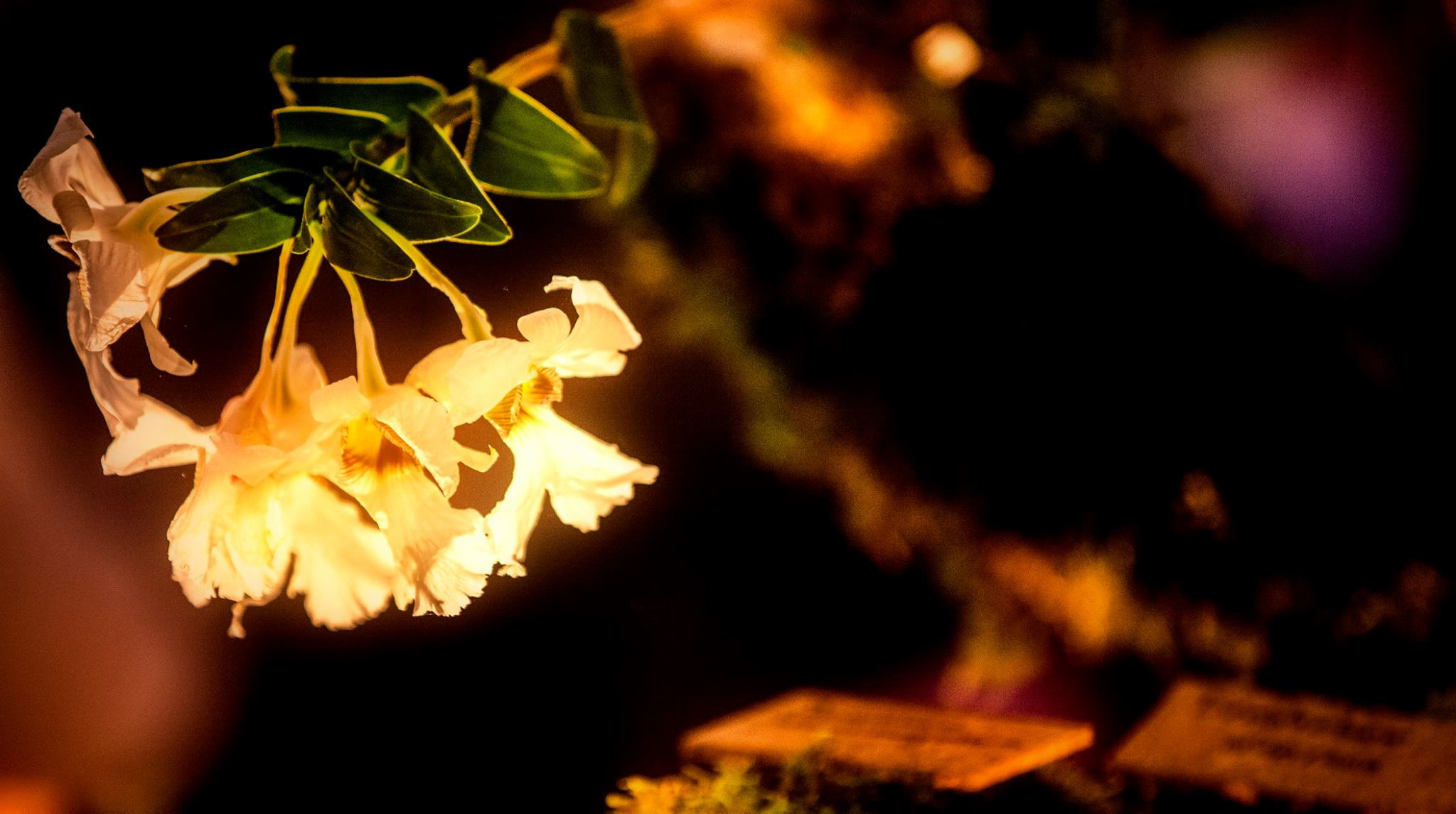 23.Orchids.Drezden. Путешествия в формате 360......