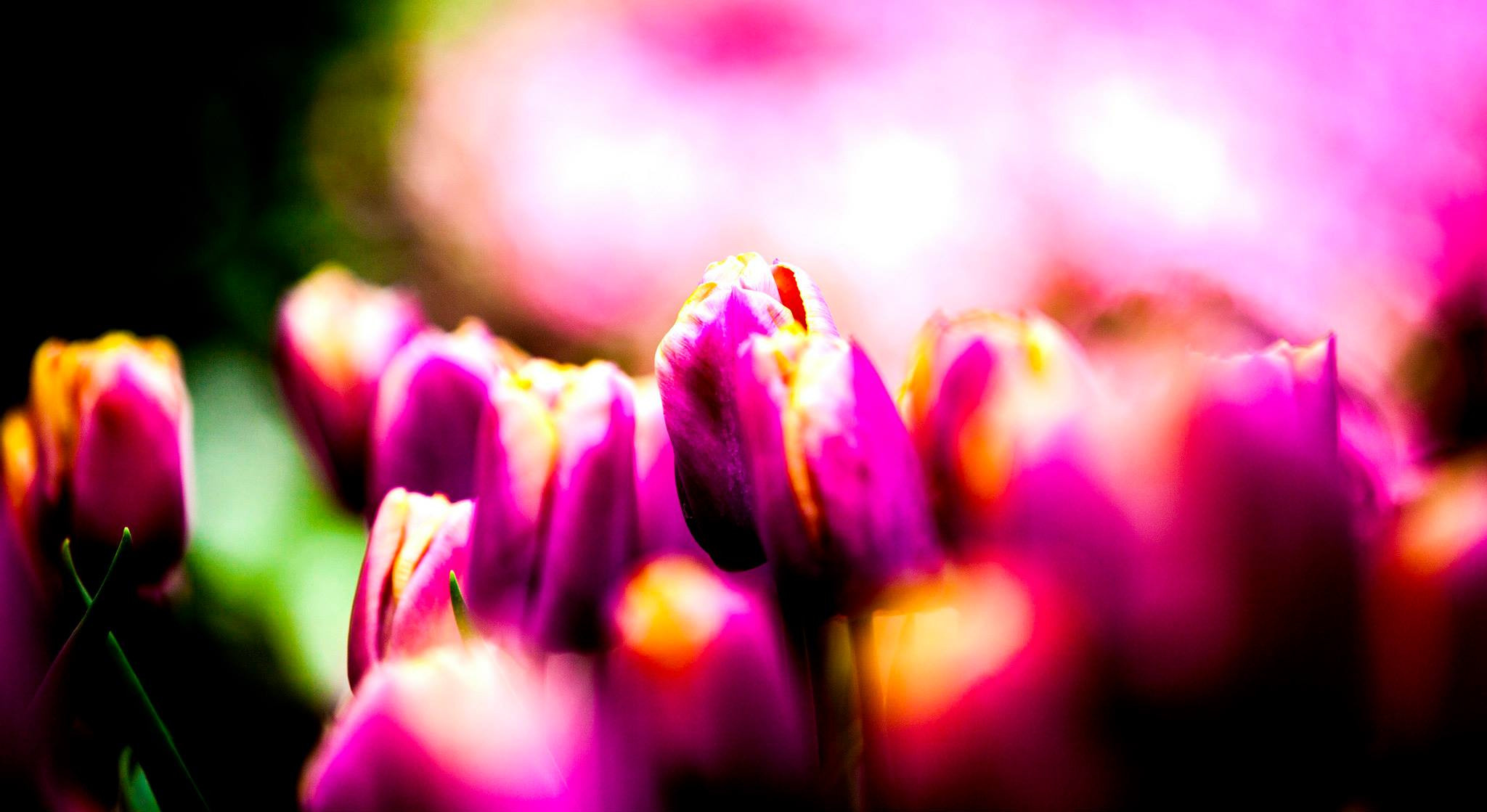 12.Keukenhof — 8 000 000…. Путешествия в формате 360......