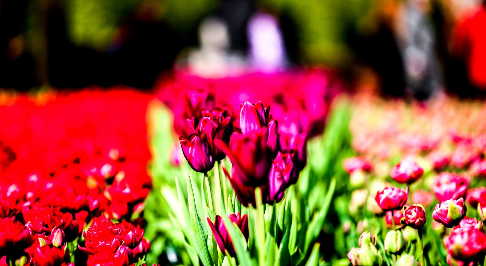 12.Keukenhof — 8 000 000…. Путешествия в формате 360......