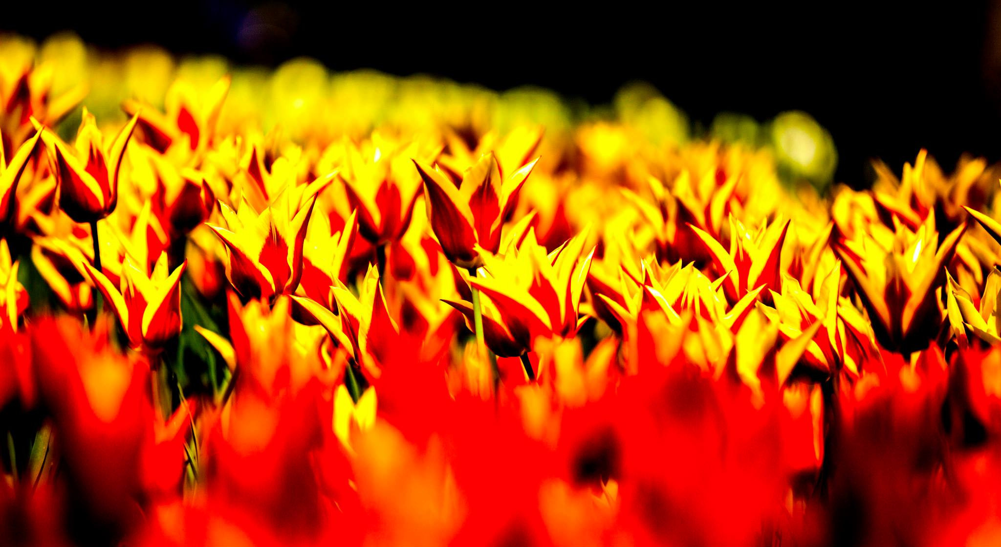 12.Keukenhof — 8 000 000…. Путешествия в формате 360......