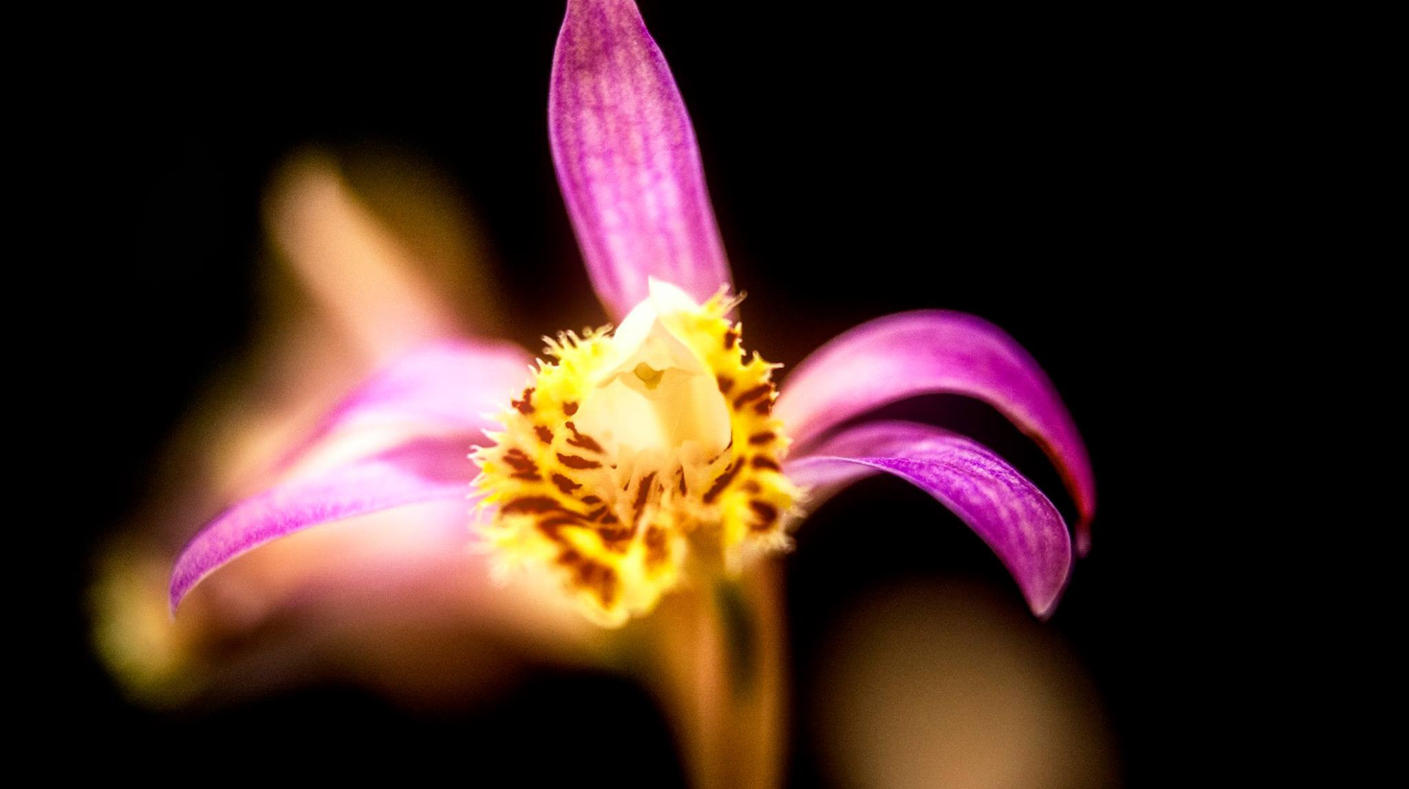 23.Orchids.Drezden. Путешествия в формате 360......