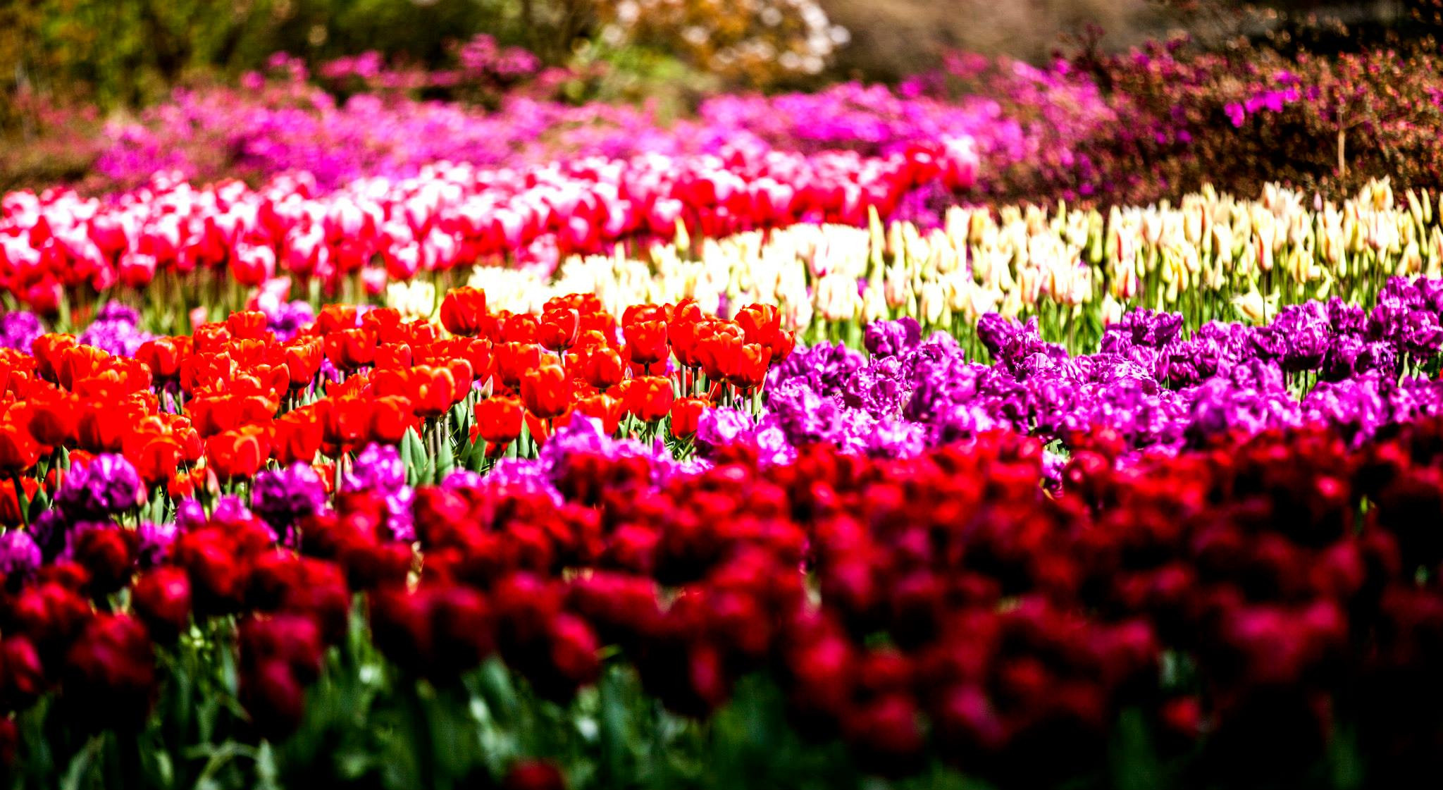 12.Keukenhof — 8 000 000…. Путешествия в формате 360......