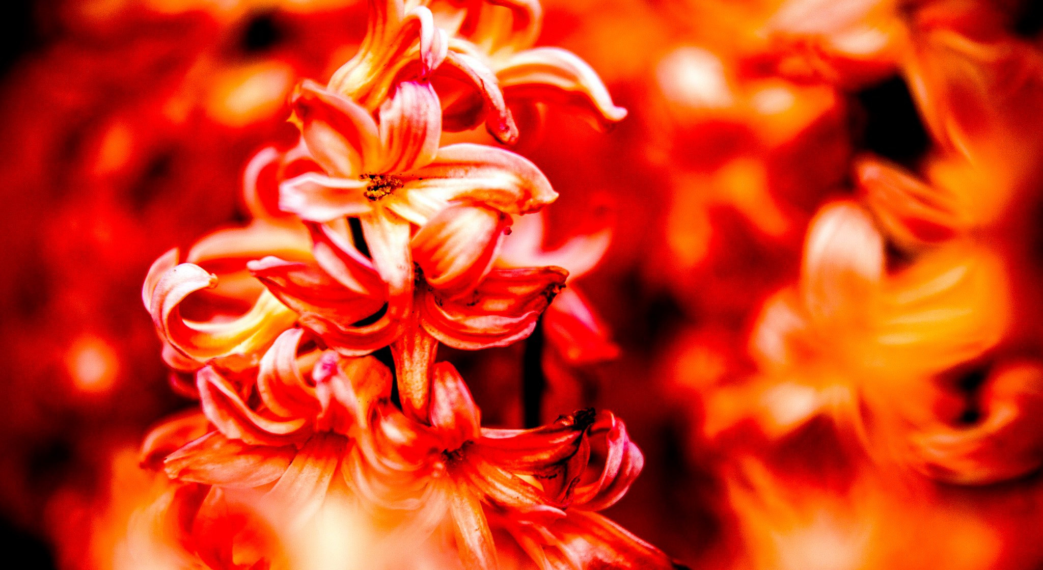 12.Keukenhof — 8 000 000…. Путешествия в формате 360......