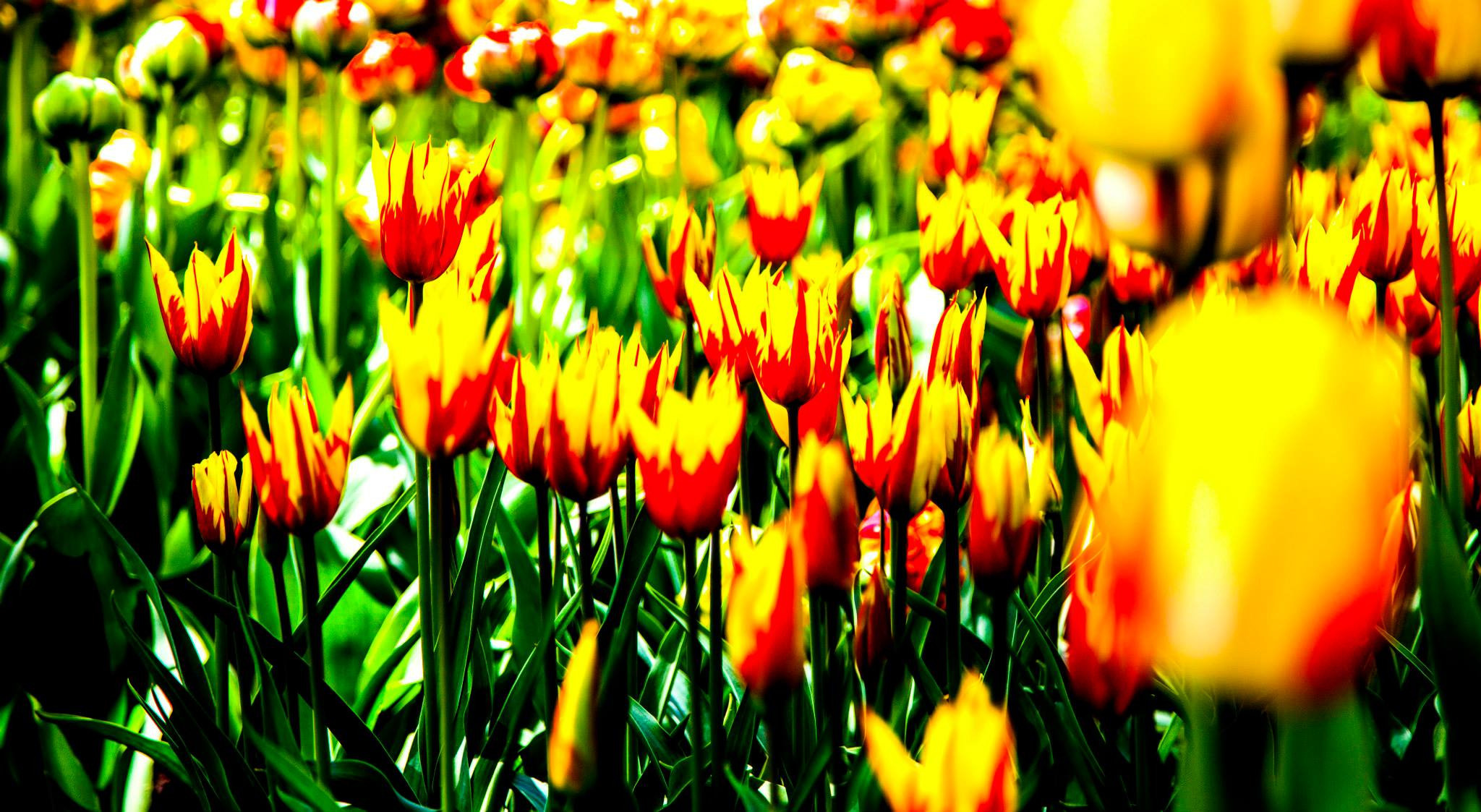 12.Keukenhof — 8 000 000…. Путешествия в формате 360......