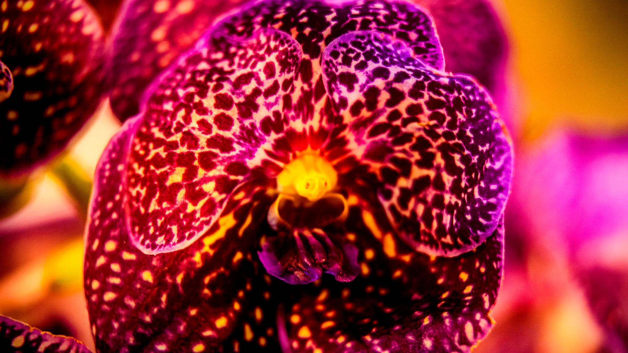 23.Orchids.Drezden. Путешествия в формате 360......