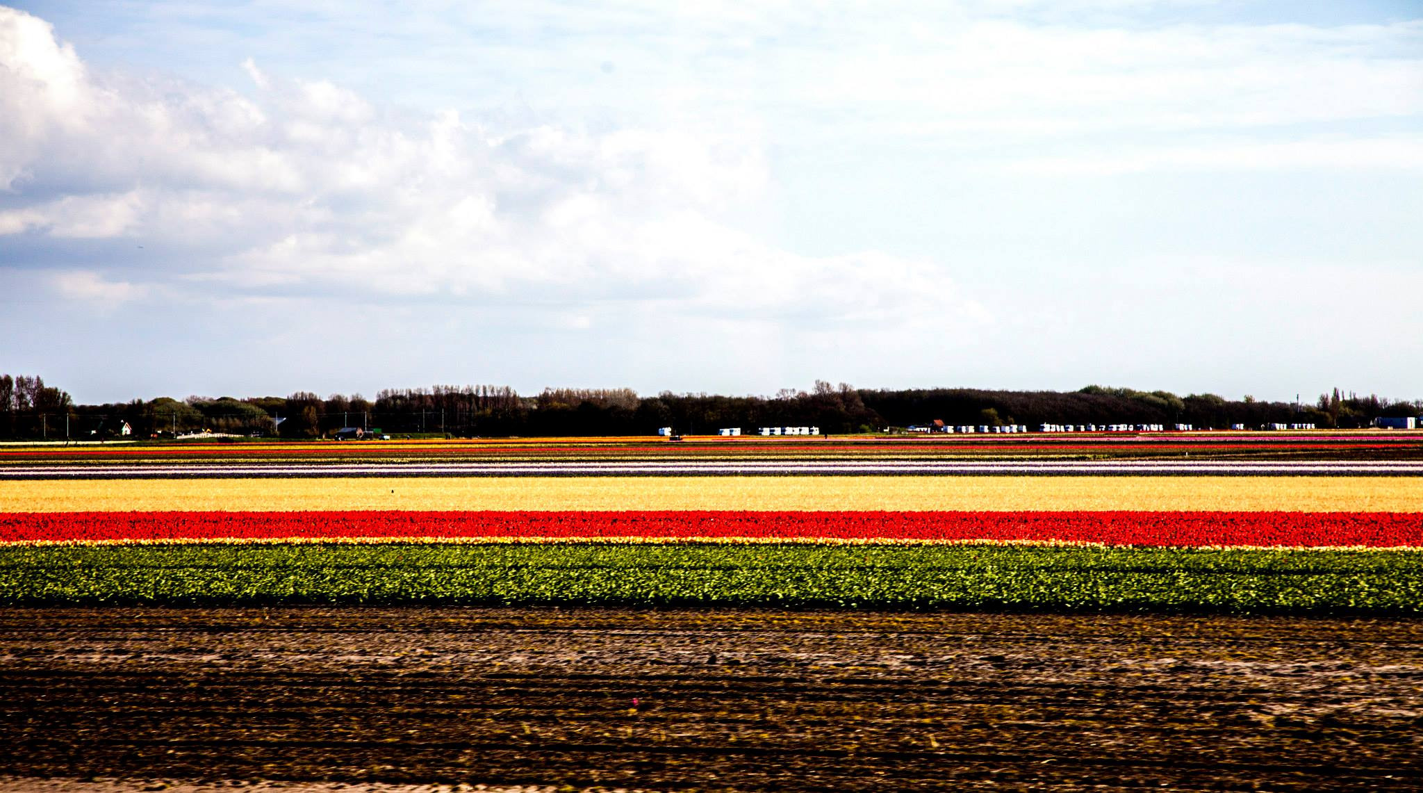 12.Keukenhof — 8 000 000…. Путешествия в формате 360......