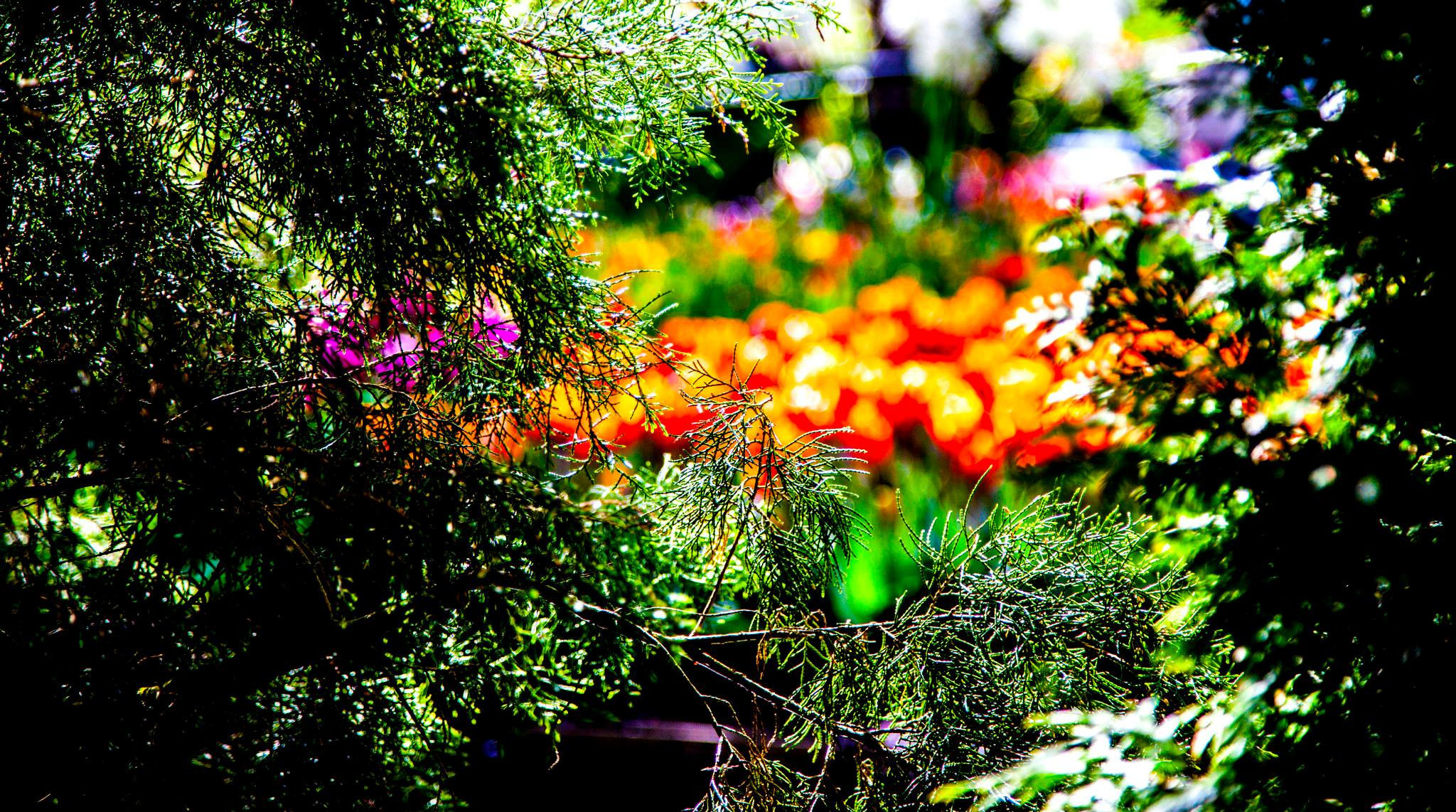 12.Keukenhof — 8 000 000…. Путешествия в формате 360......