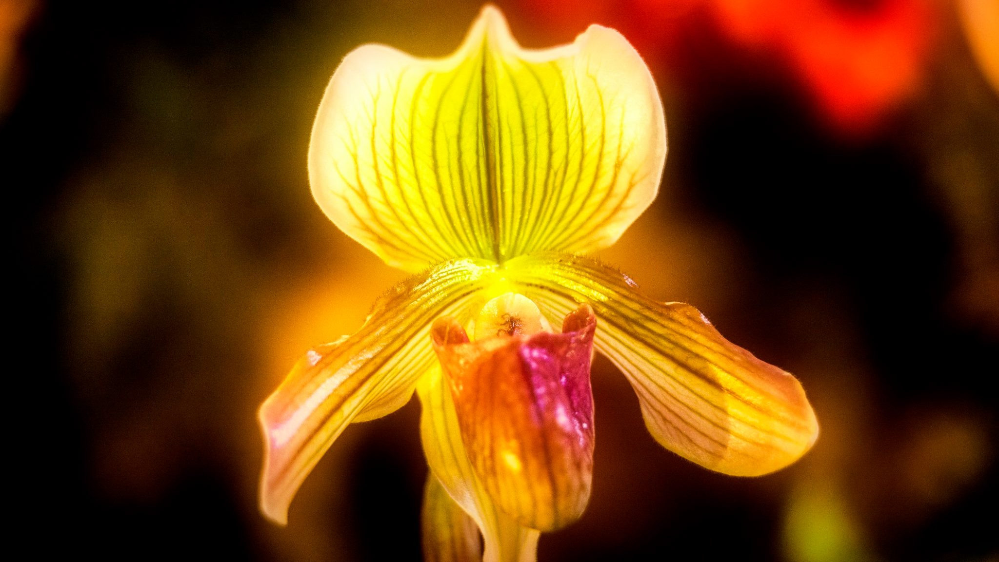 23.Orchids.Drezden. Путешествия в формате 360......