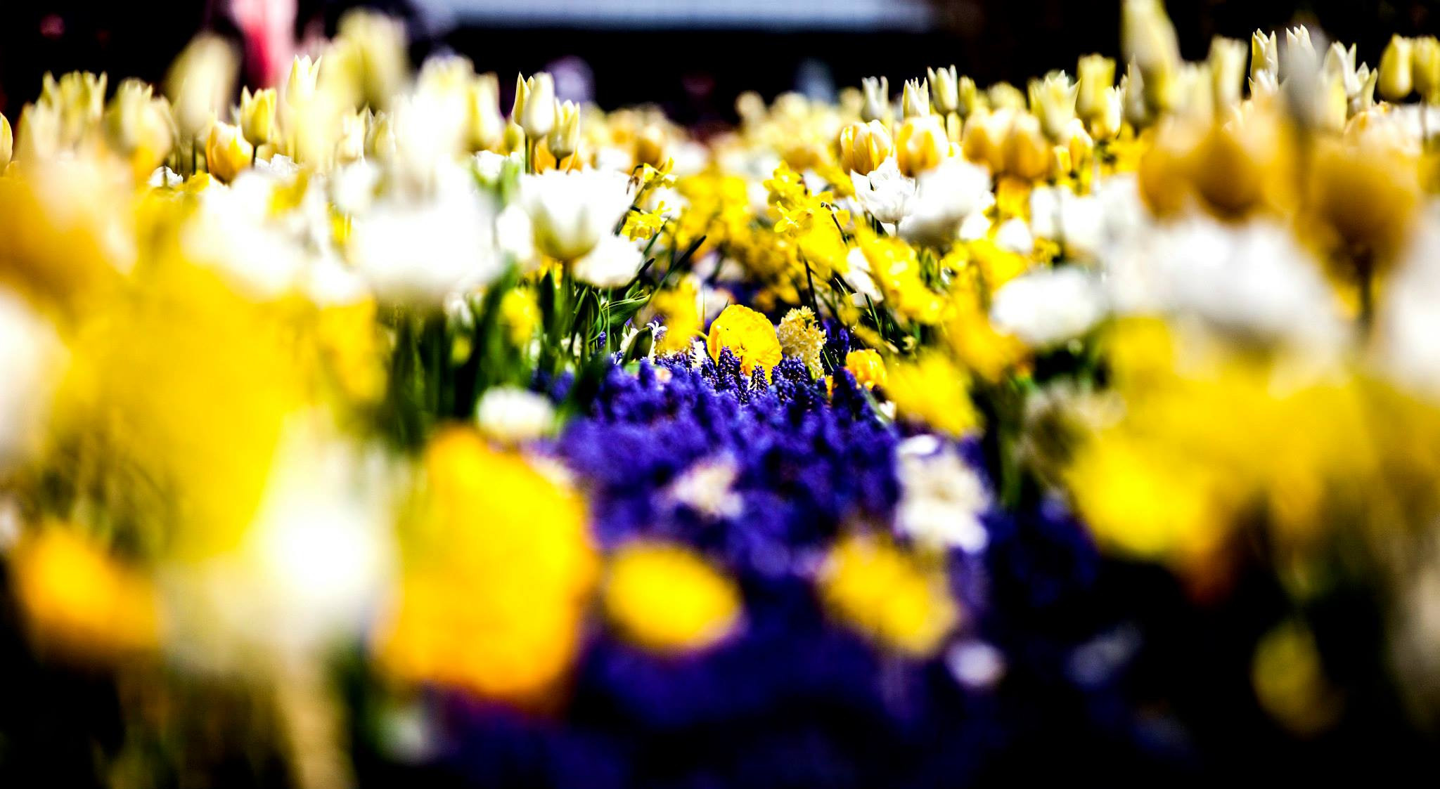 12.Keukenhof — 8 000 000…. Путешествия в формате 360......