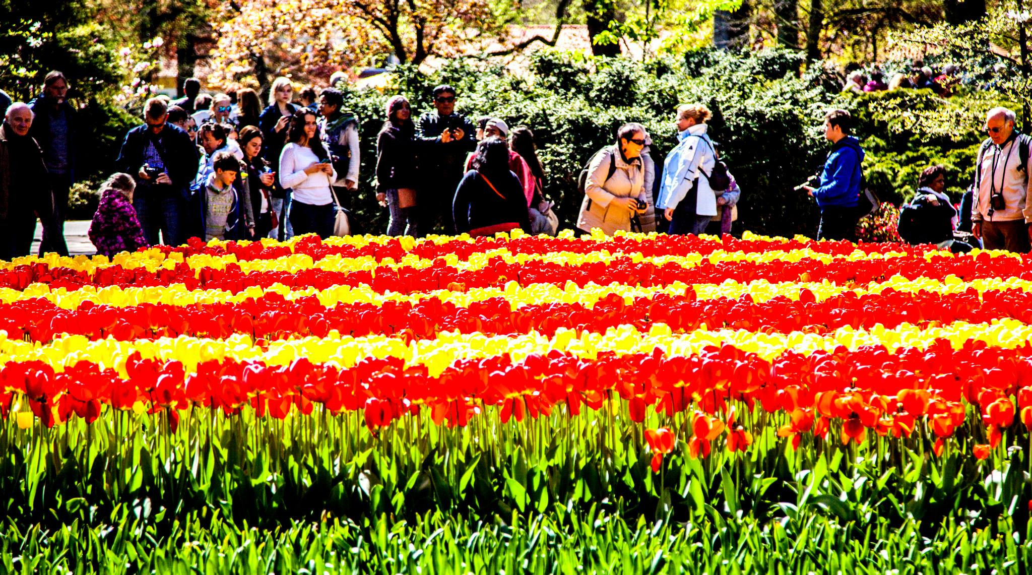 12.Keukenhof — 8 000 000…. Путешествия в формате 360......