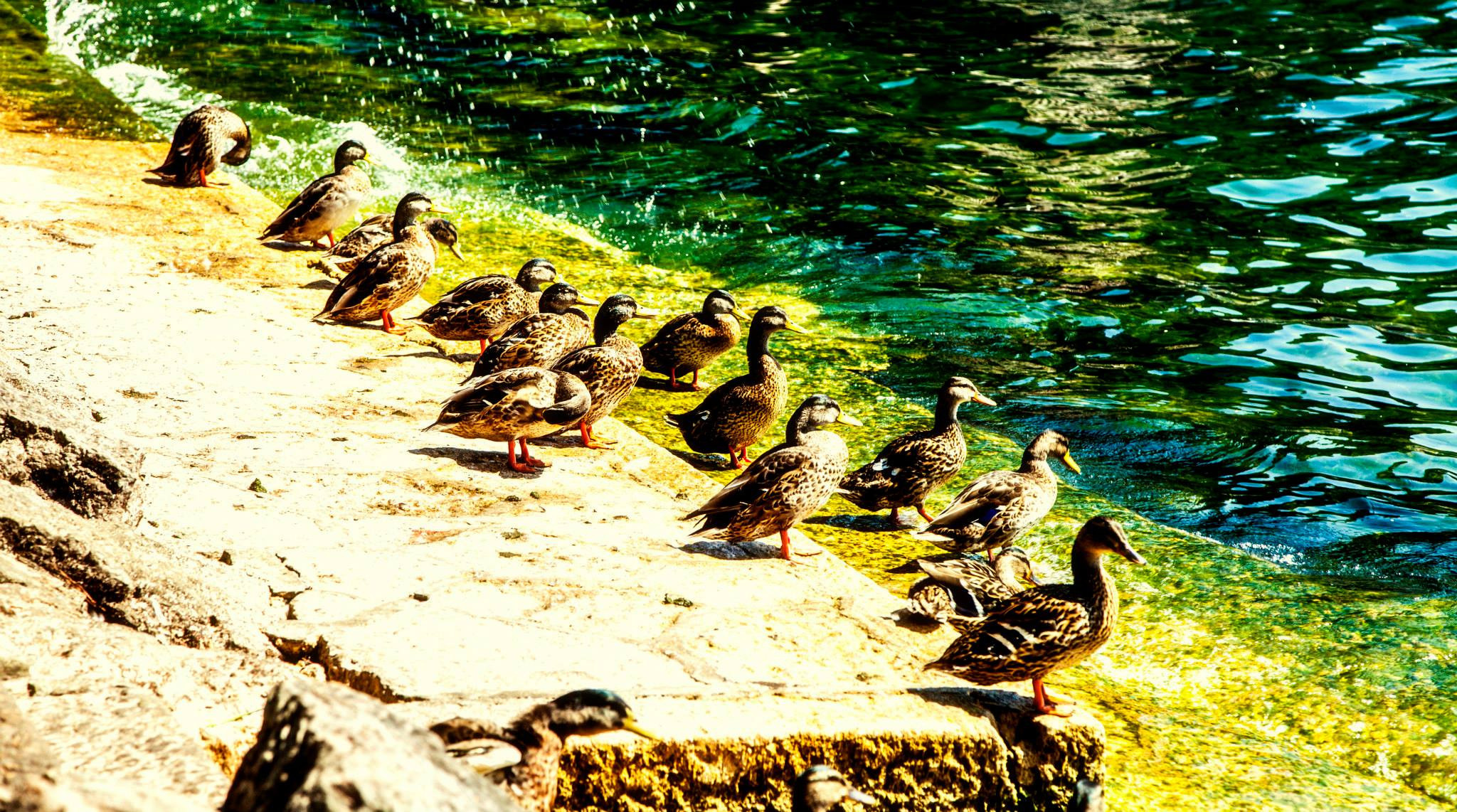 19.Lago di Garda. Путешествия в формате 360......