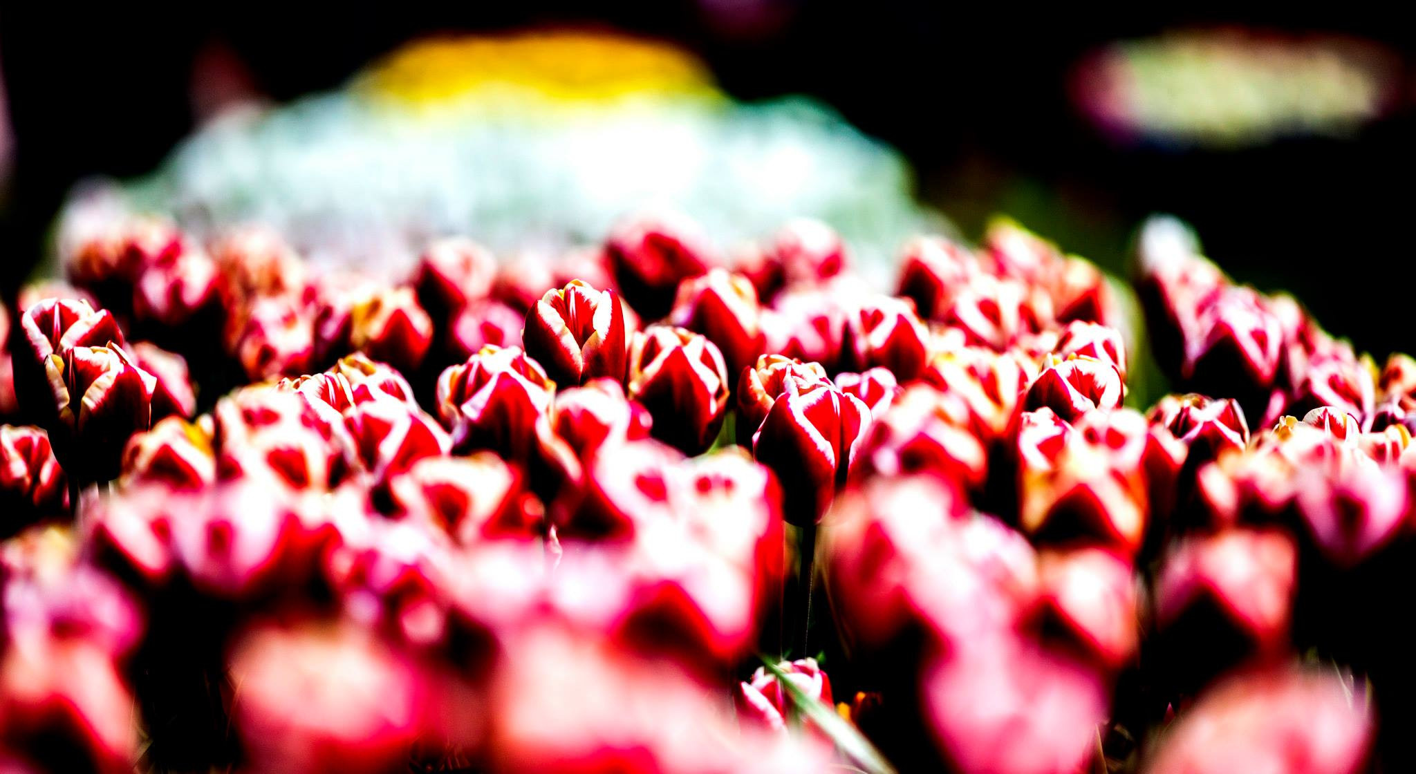 12.Keukenhof — 8 000 000…. Путешествия в формате 360......