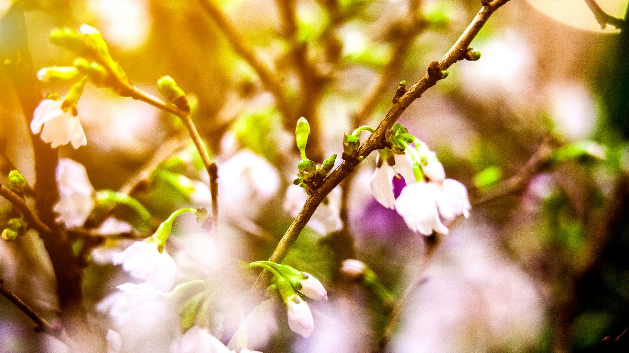 23.Orchids.Drezden. Путешествия в формате 360......