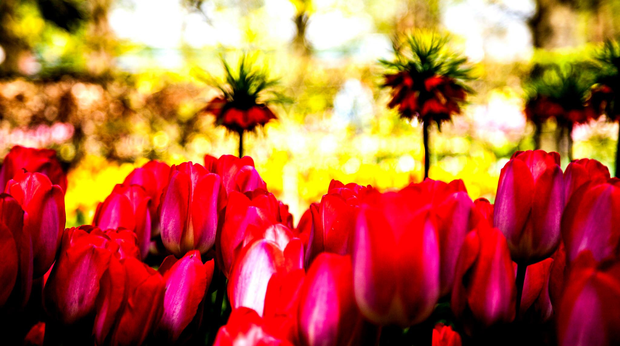 12.Keukenhof — 8 000 000…. Путешествия в формате 360......