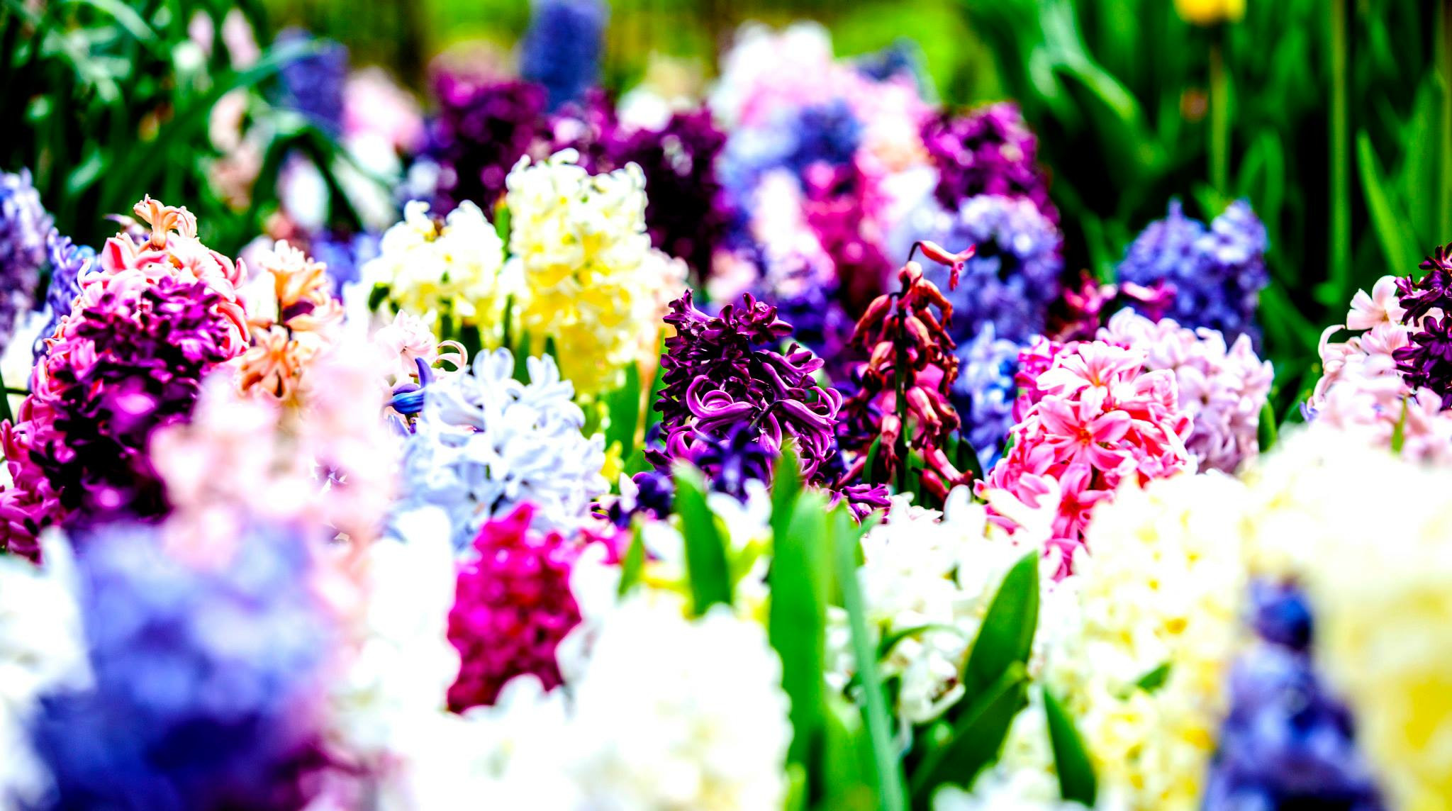 12.Keukenhof — 8 000 000…. Путешествия в формате 360......