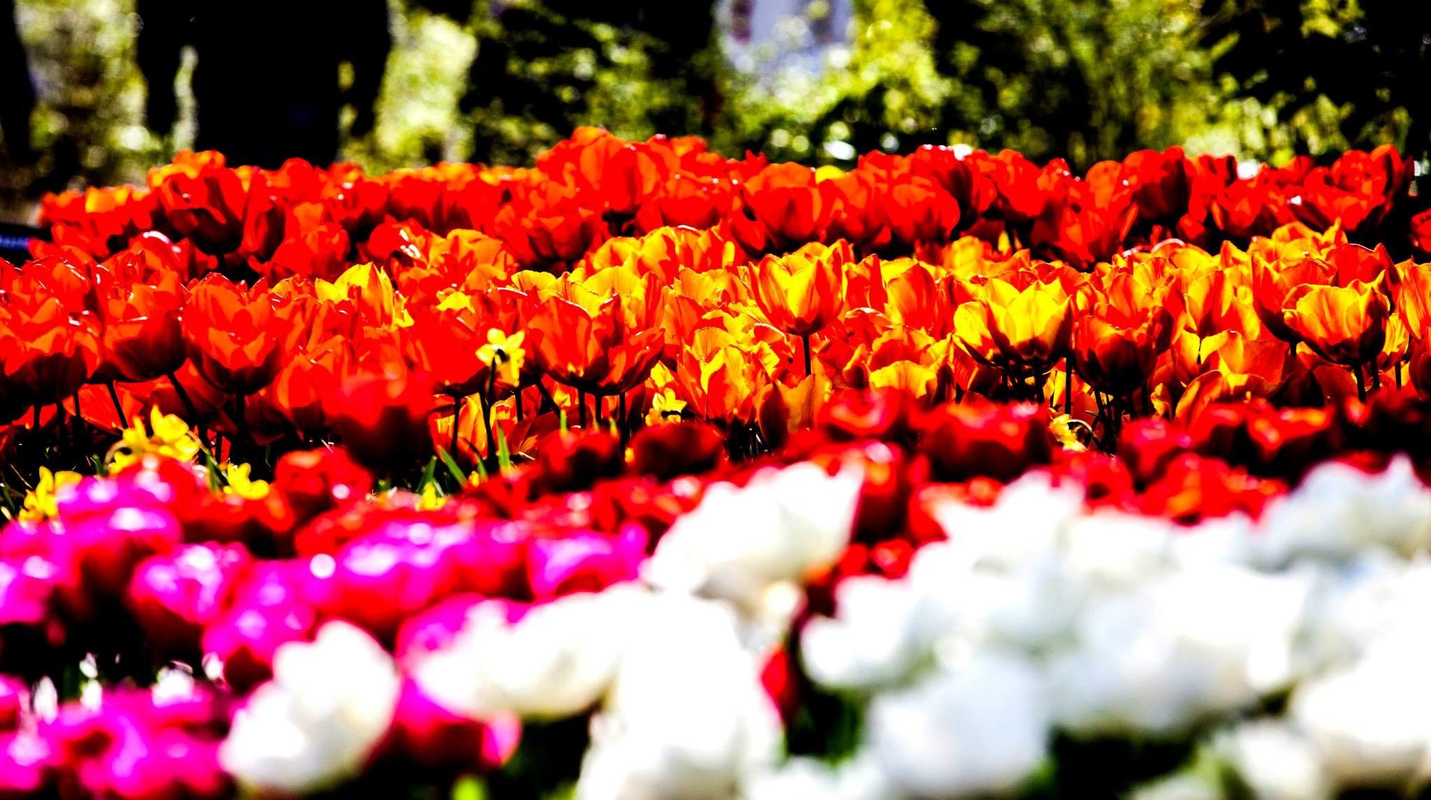 12.Keukenhof — 8 000 000…. Путешествия в формате 360......