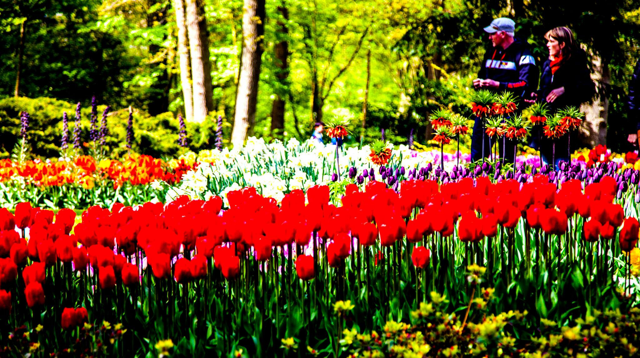 12.Keukenhof — 8 000 000…. Путешествия в формате 360......