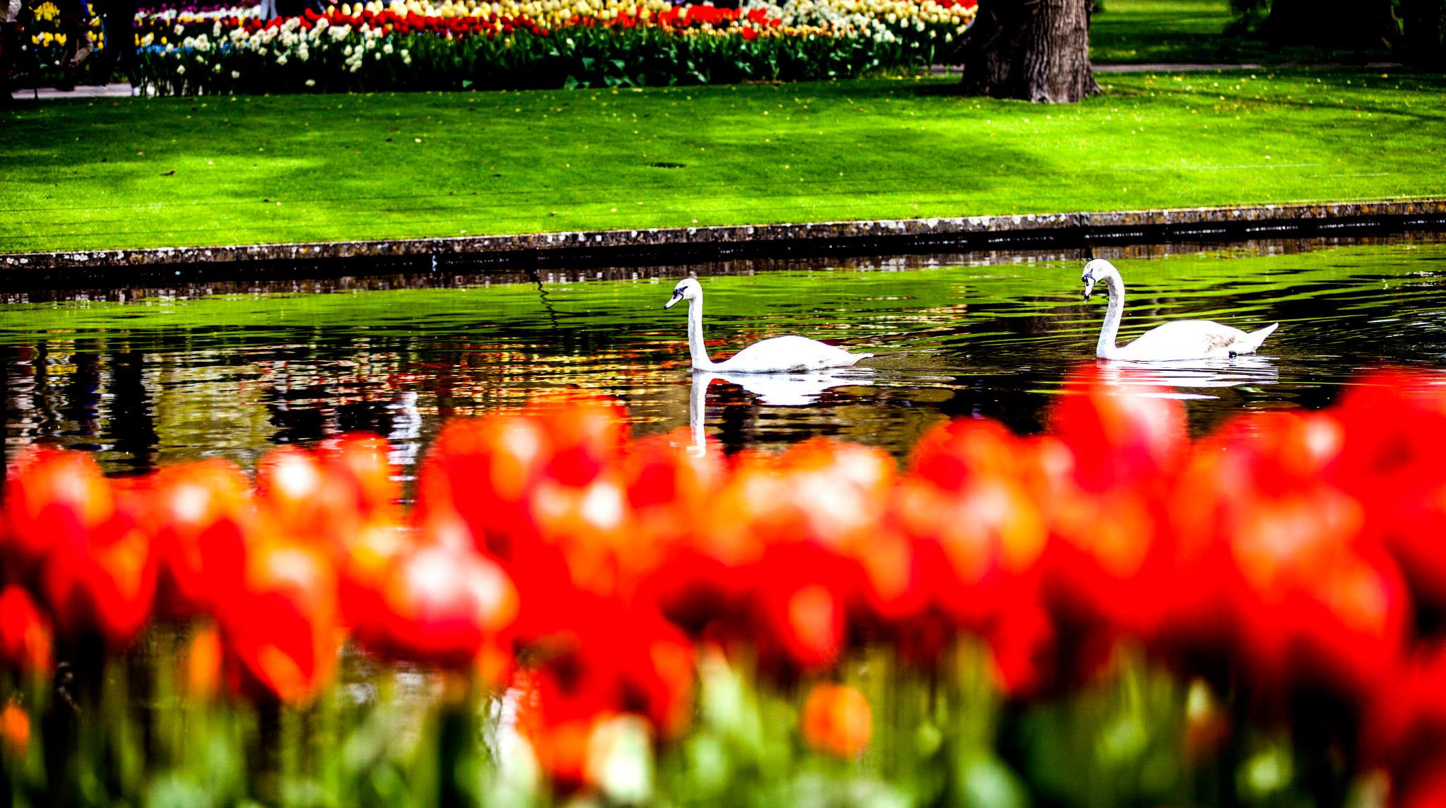 12.Keukenhof — 8 000 000…. Путешествия в формате 360......