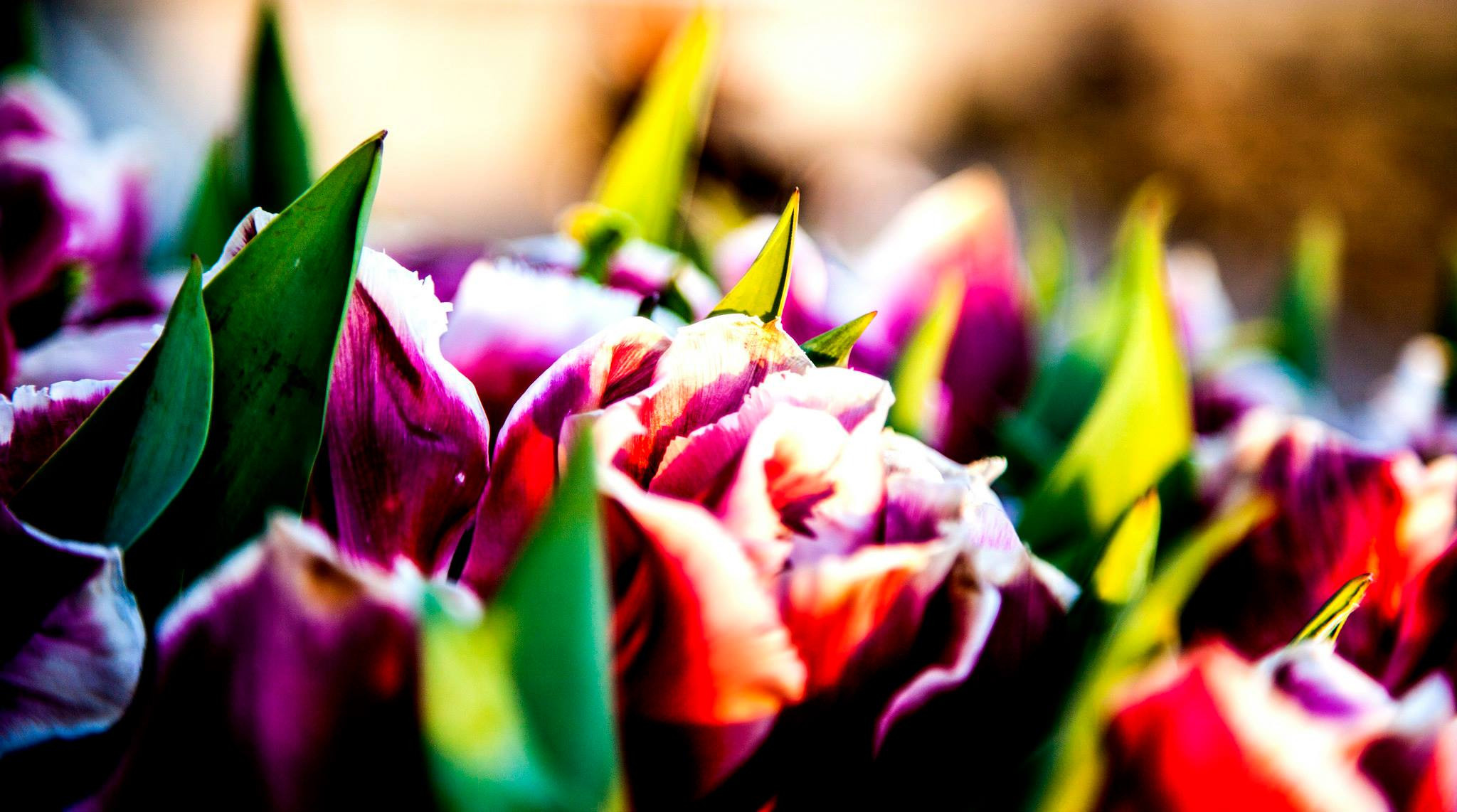 12.Keukenhof — 8 000 000…. Путешествия в формате 360......