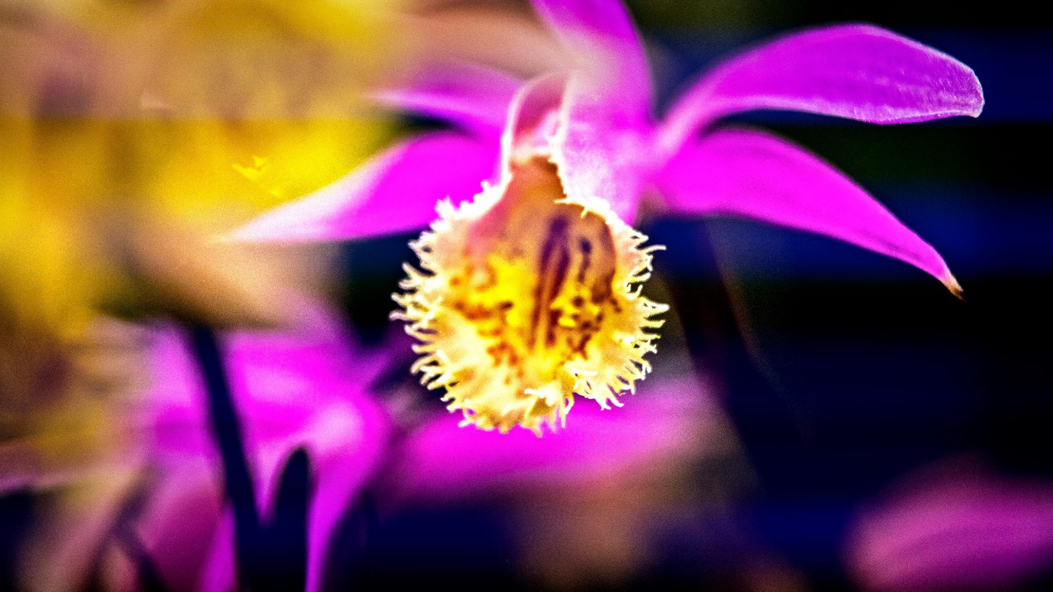 23.Orchids.Drezden. Путешествия в формате 360......