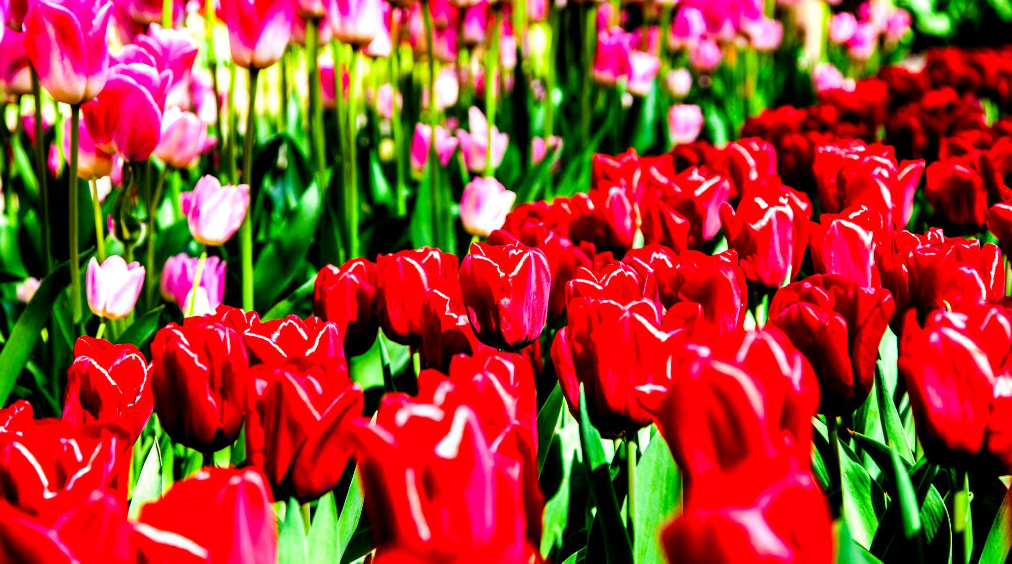 12.Keukenhof — 8 000 000…. Путешествия в формате 360......