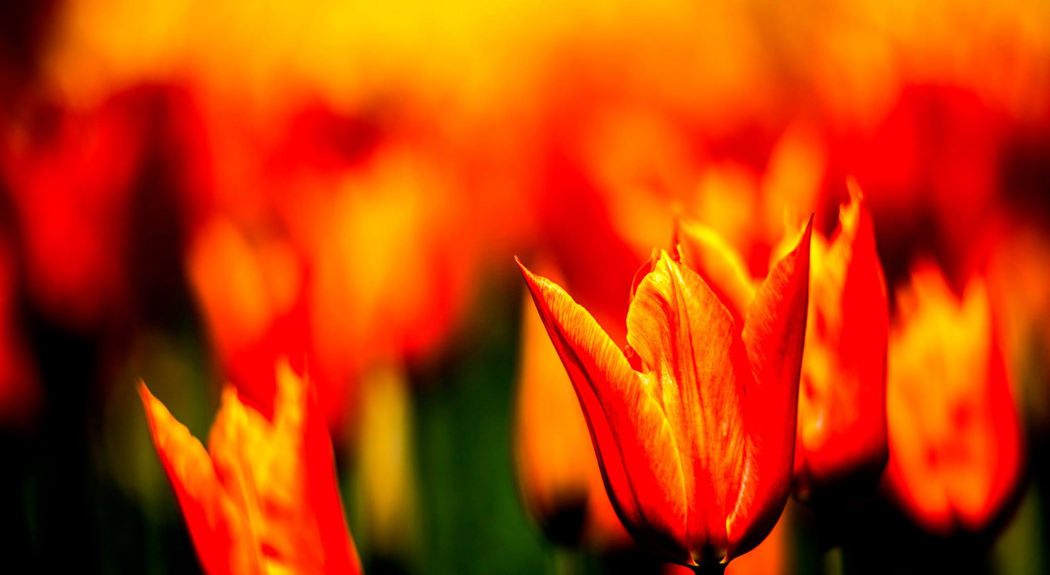12.Keukenhof — 8 000 000…. Путешествия в формате 360......