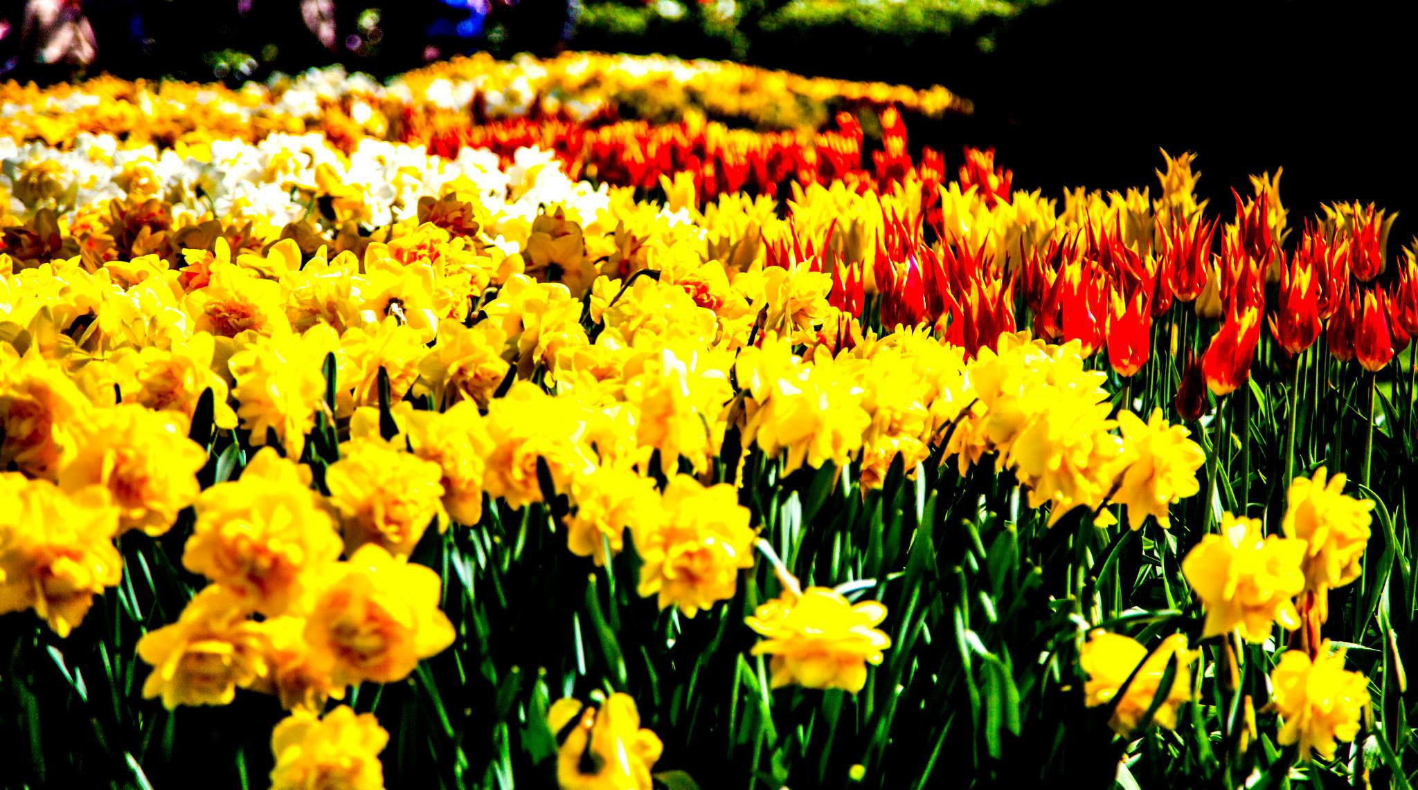 12.Keukenhof — 8 000 000…. Путешествия в формате 360......