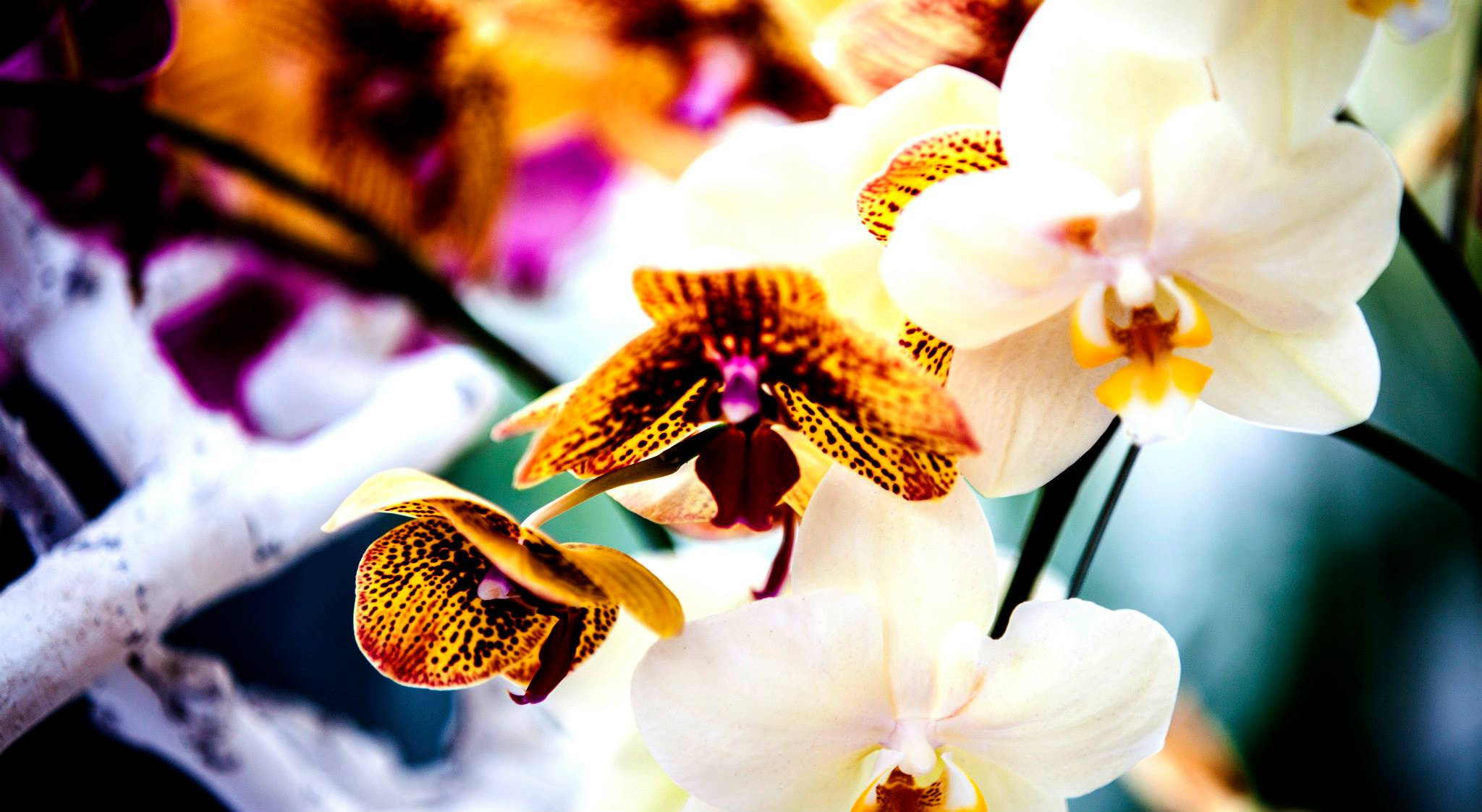 12.Keukenhof — 8 000 000…. Путешествия в формате 360......