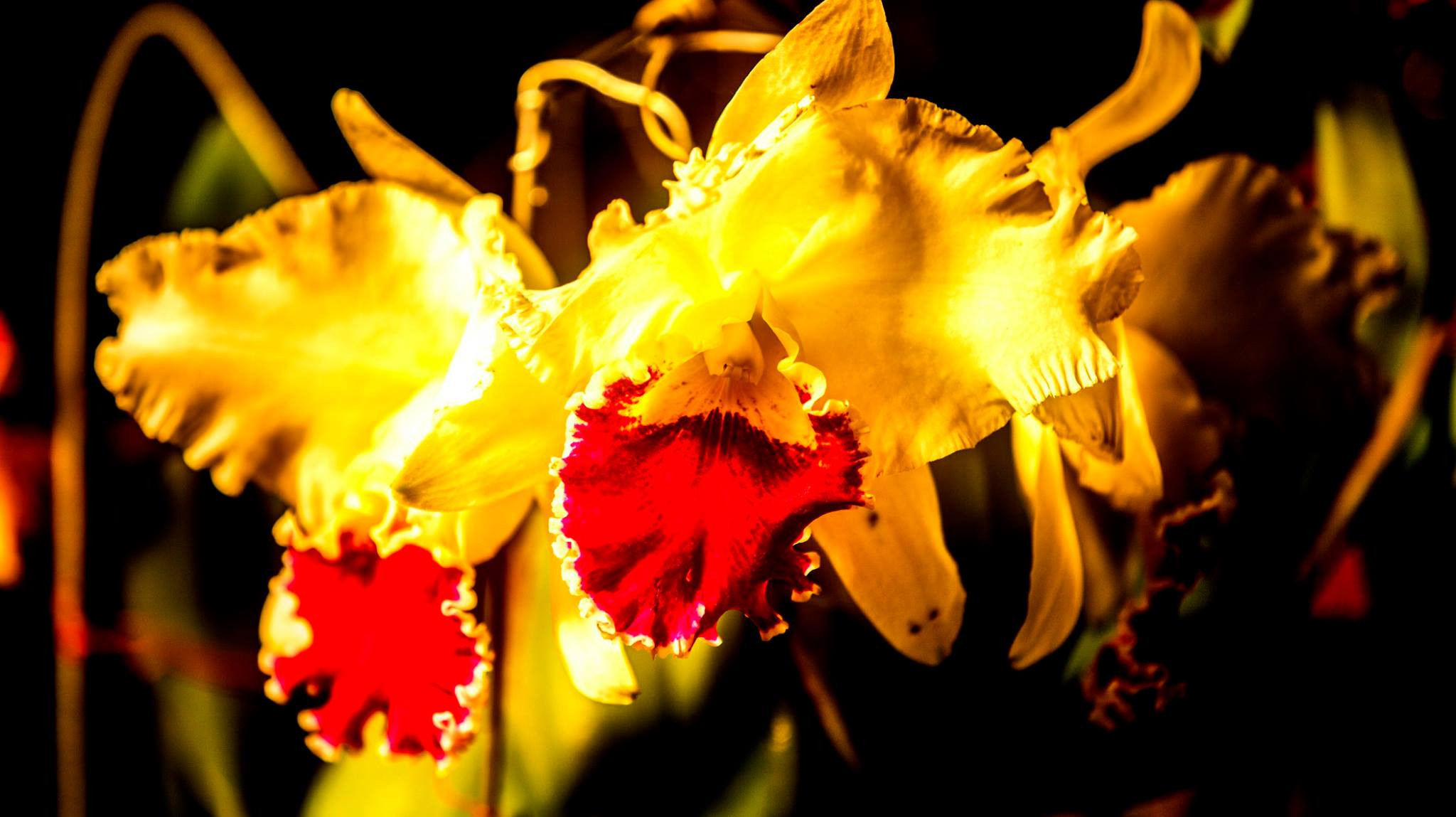 23.Orchids.Drezden. Путешествия в формате 360......