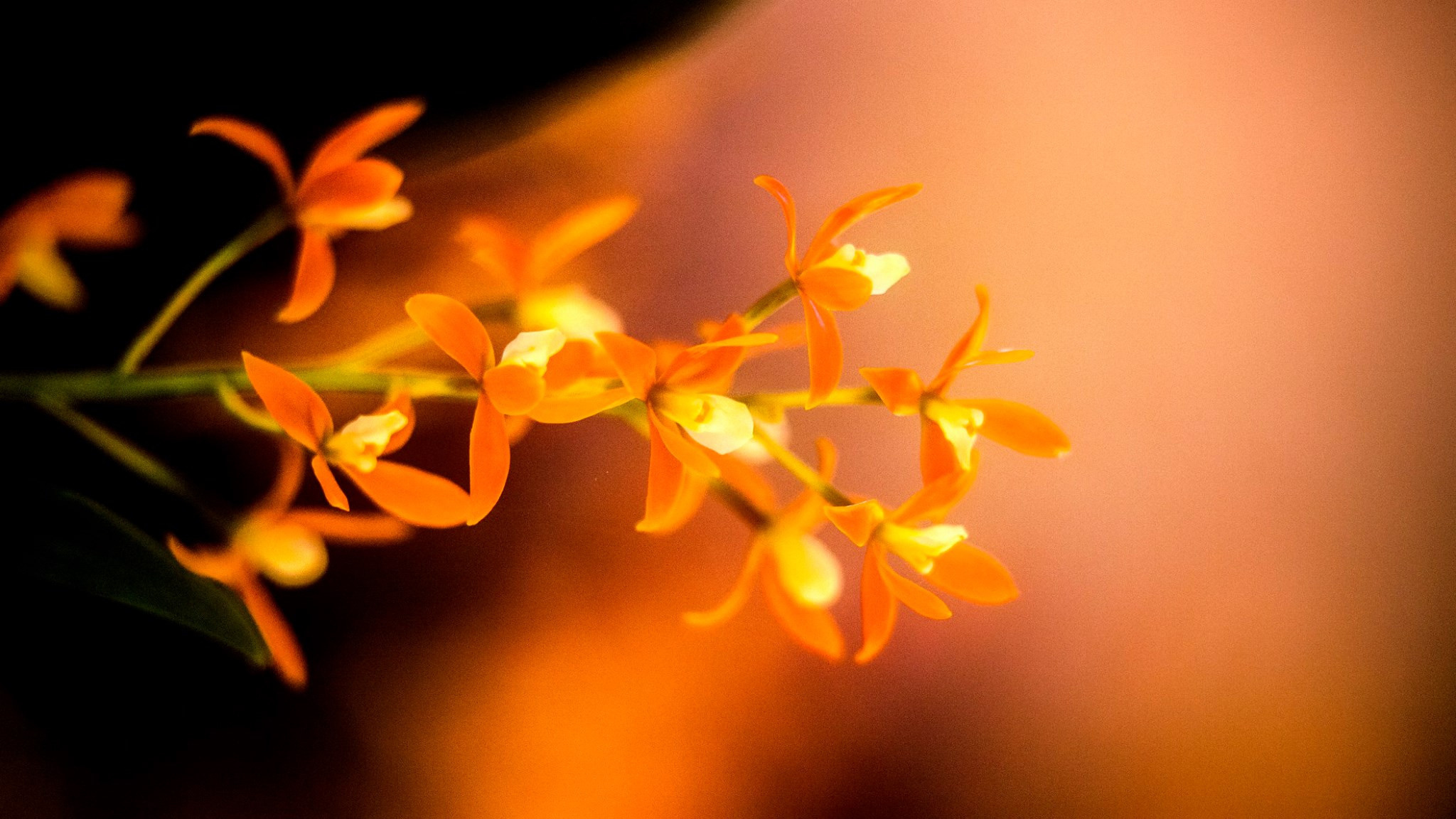 23.Orchids.Drezden. Путешествия в формате 360......
