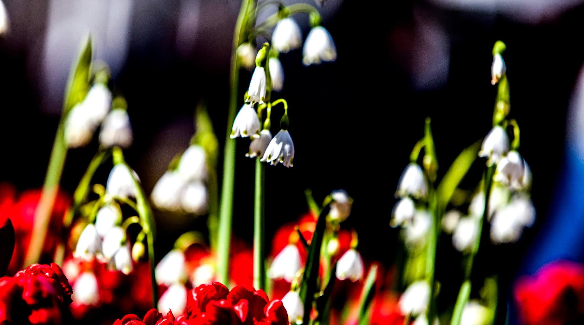 12.Keukenhof — 8 000 000…. Путешествия в формате 360......