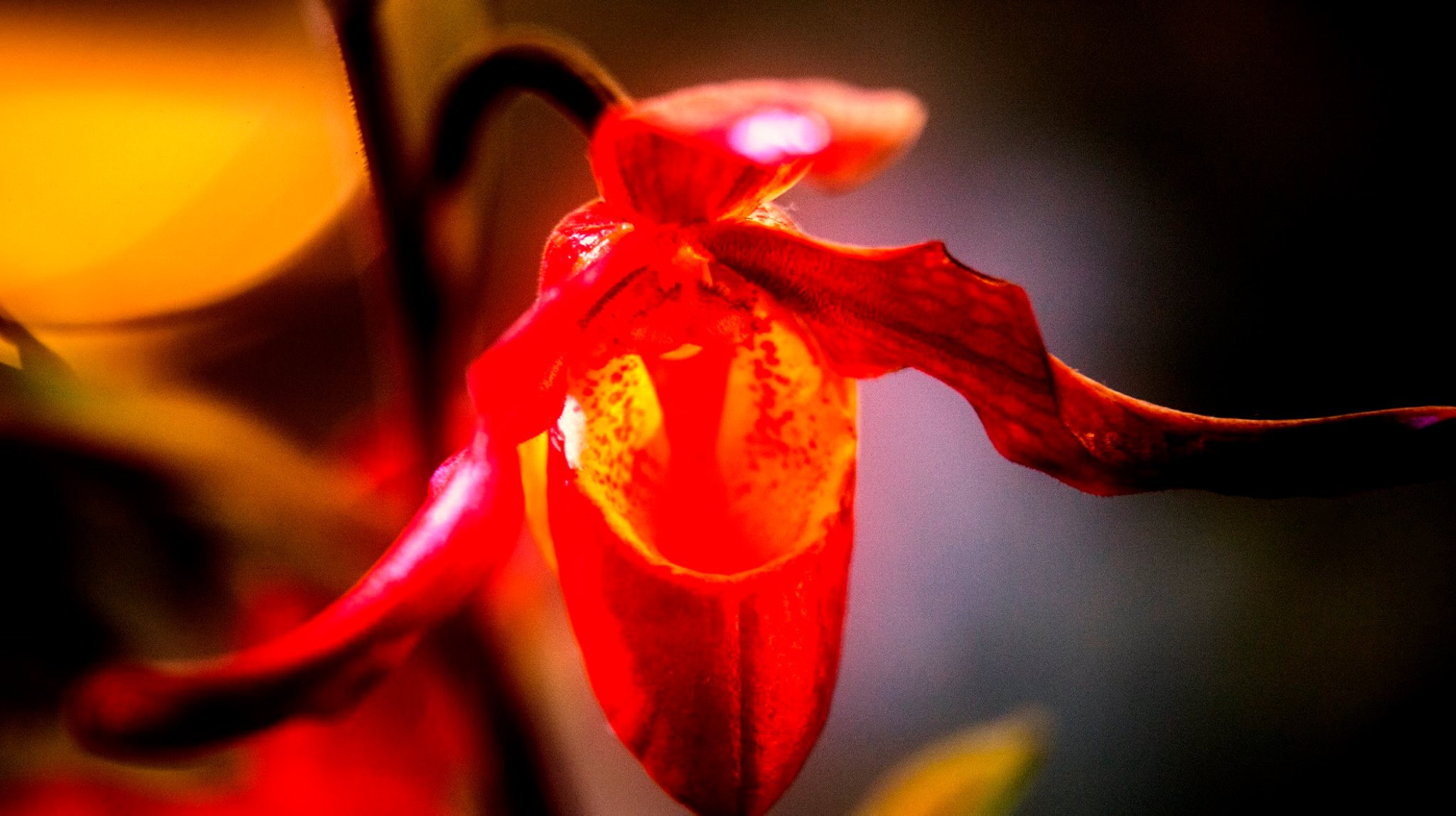 23.Orchids.Drezden. Путешествия в формате 360......