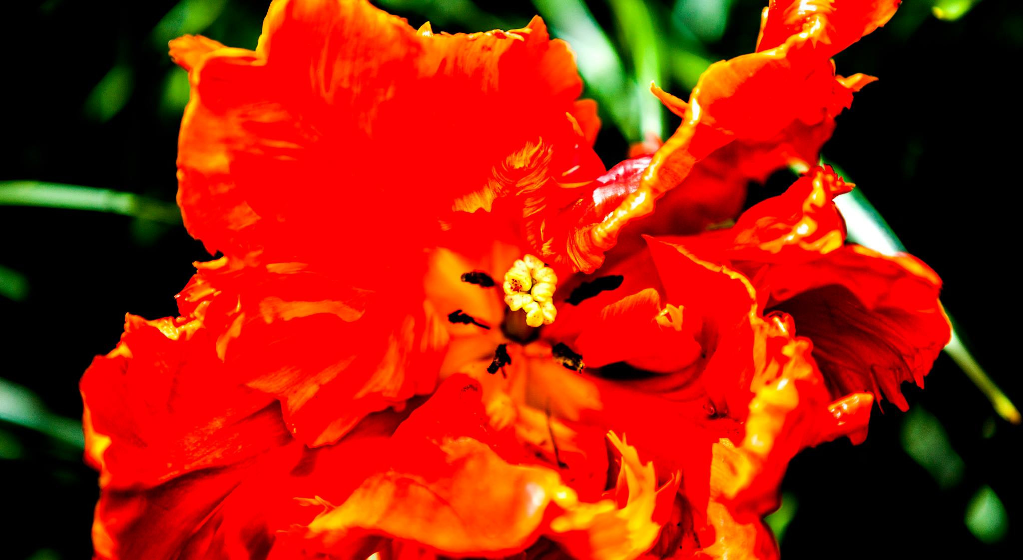 12.Keukenhof — 8 000 000…. Путешествия в формате 360......