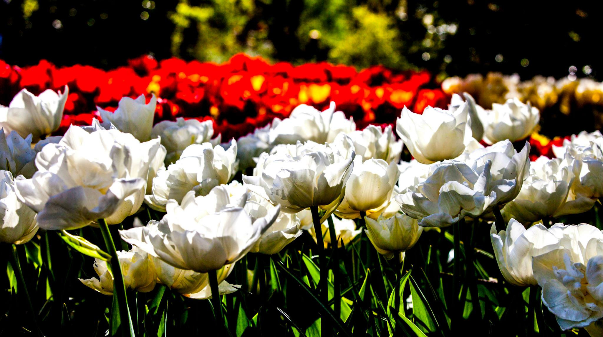 12.Keukenhof — 8 000 000…. Путешествия в формате 360......