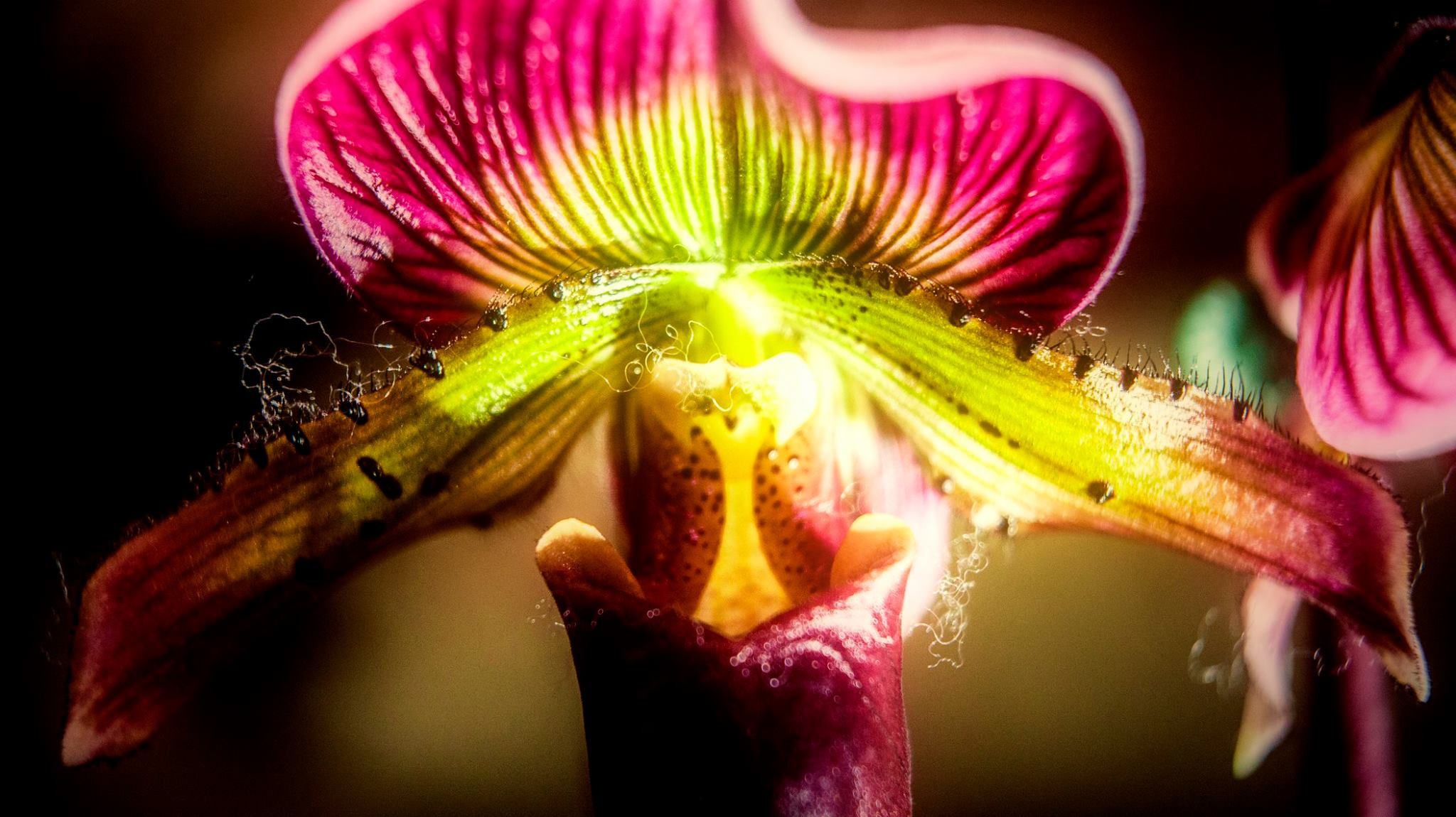 23.Orchids.Drezden. Путешествия в формате 360......