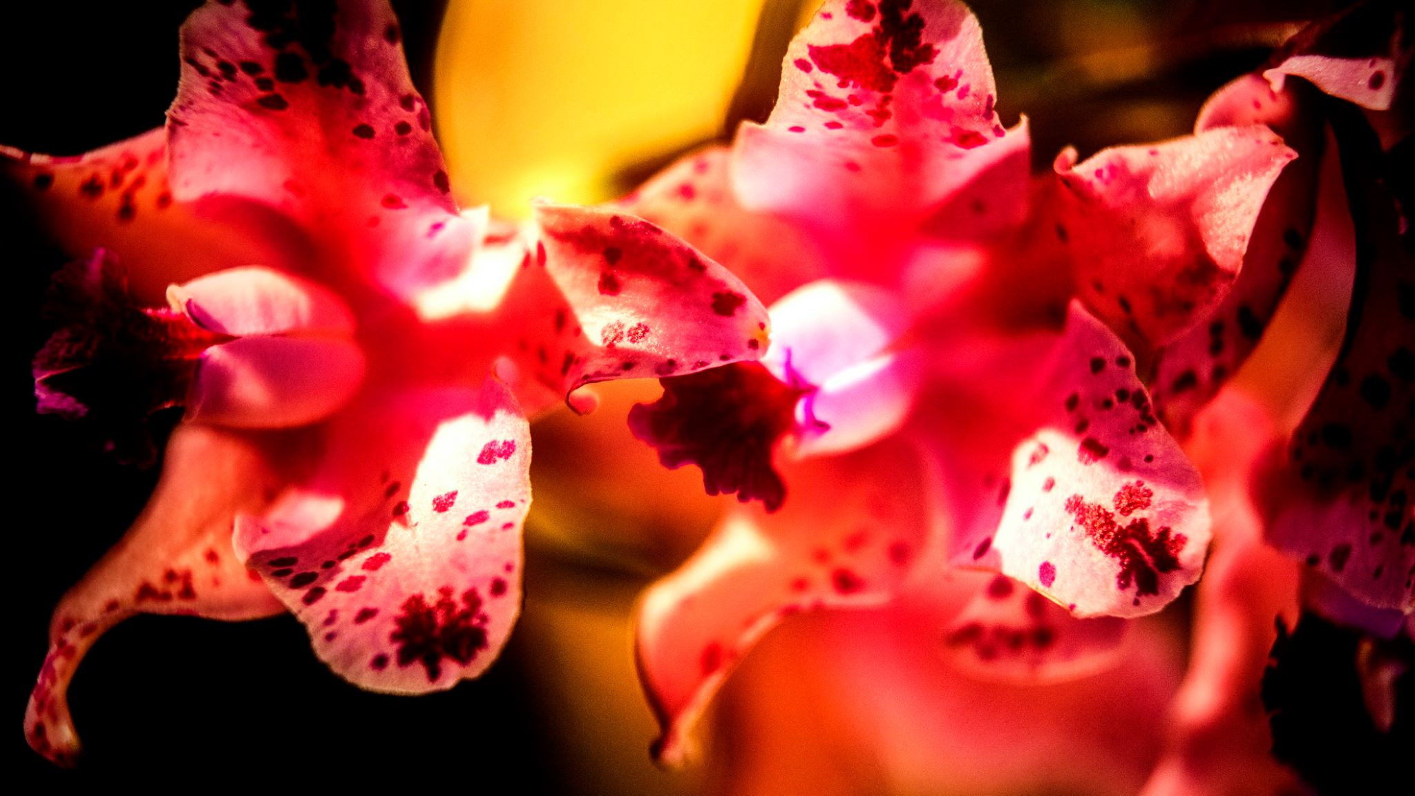 23.Orchids.Drezden. Путешествия в формате 360......