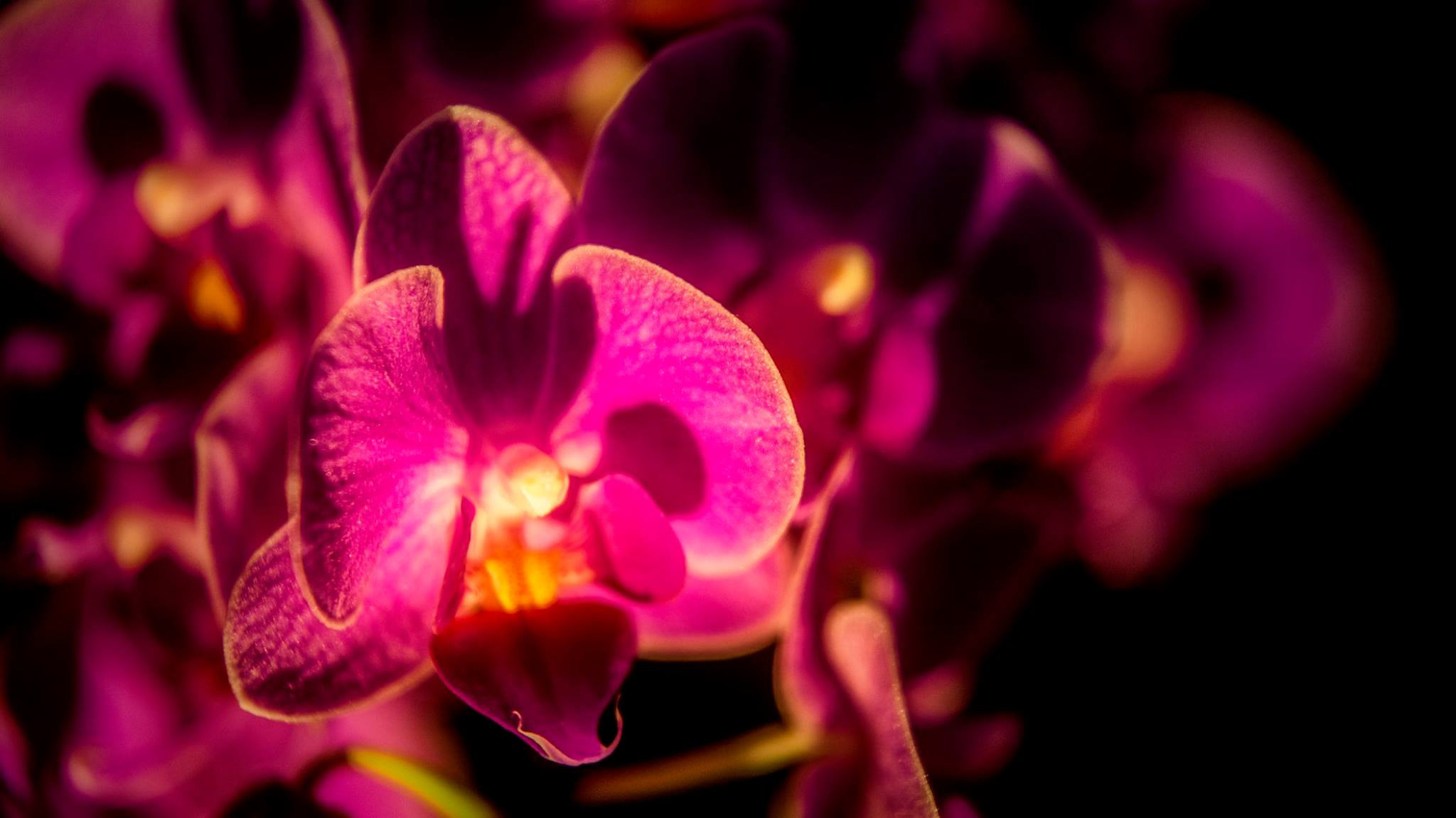 23.Orchids.Drezden. Путешествия в формате 360......