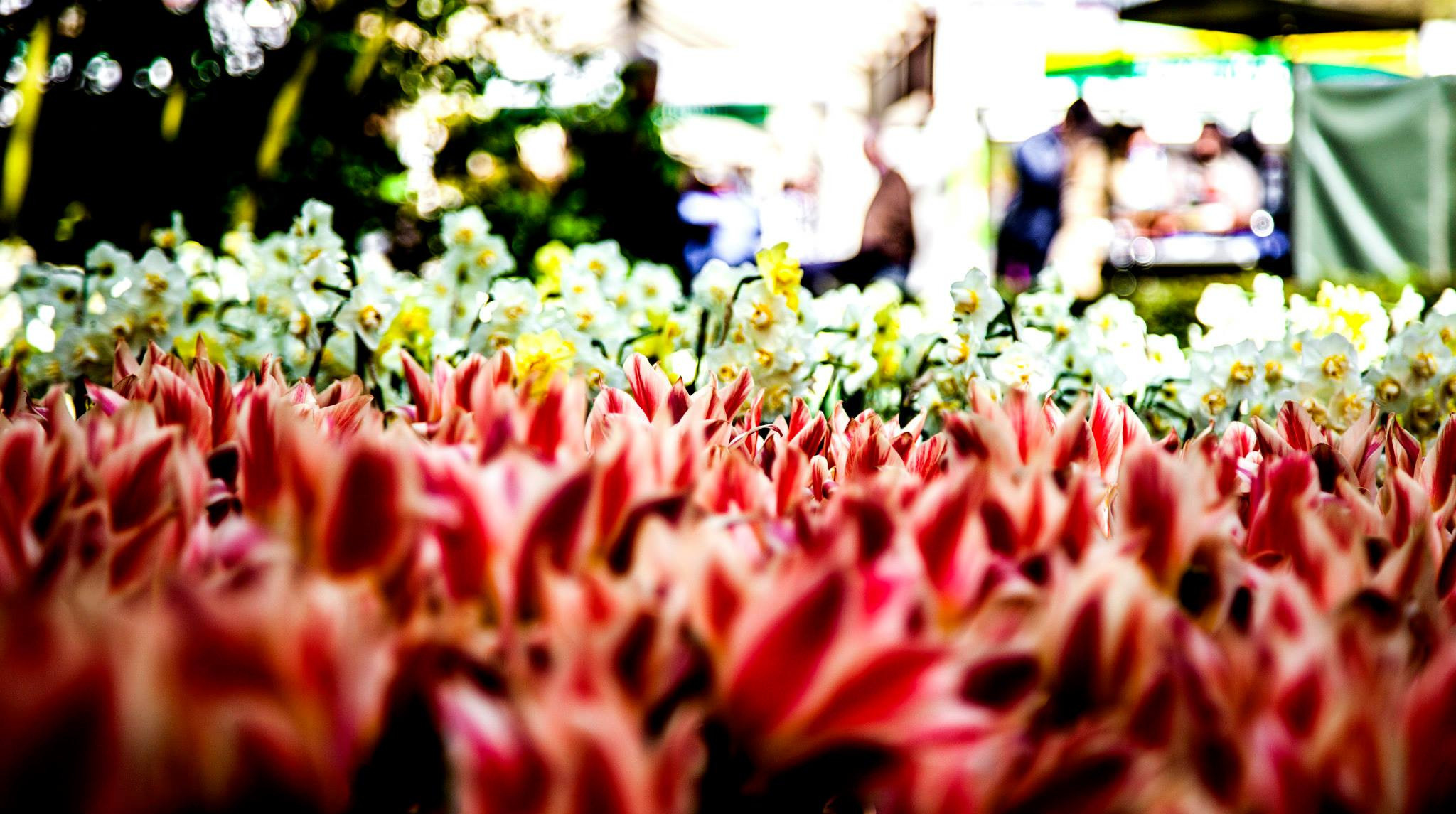 12.Keukenhof — 8 000 000…. Путешествия в формате 360......